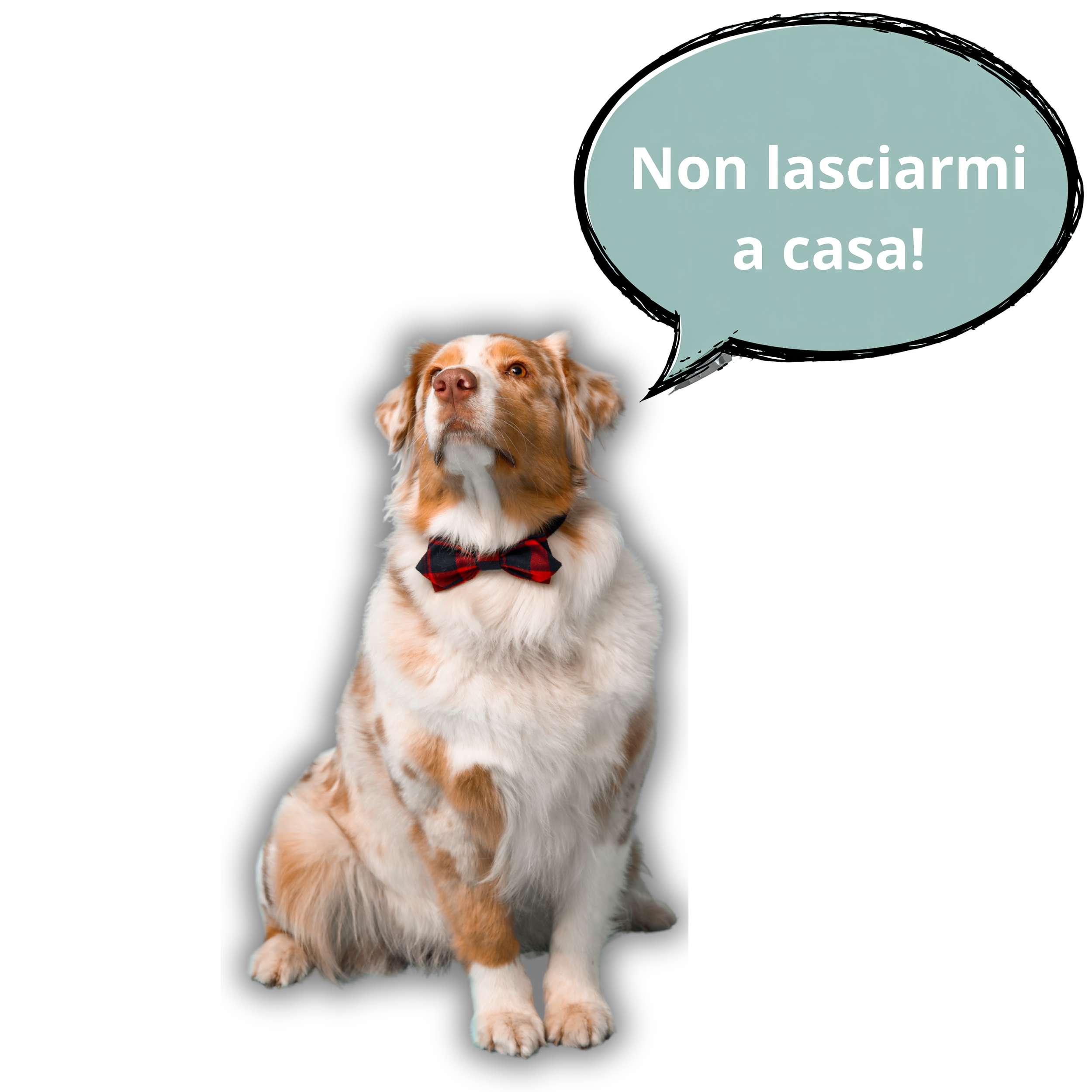Un cane con un papillon colorato, seduto contro uno sfondo nero, con un fumetto che dice 'Non lasciarmi a casa!' in italiano.