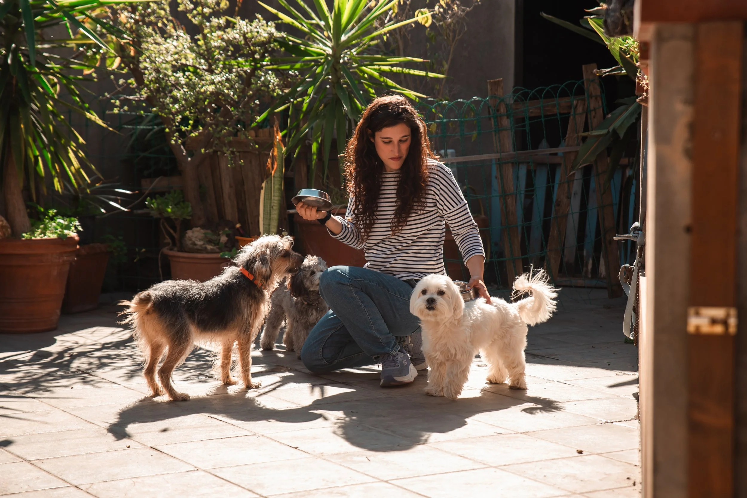 Una donna con tre cani sul terrazzo, in un giorno di sole, mentre si prende cura di loro.