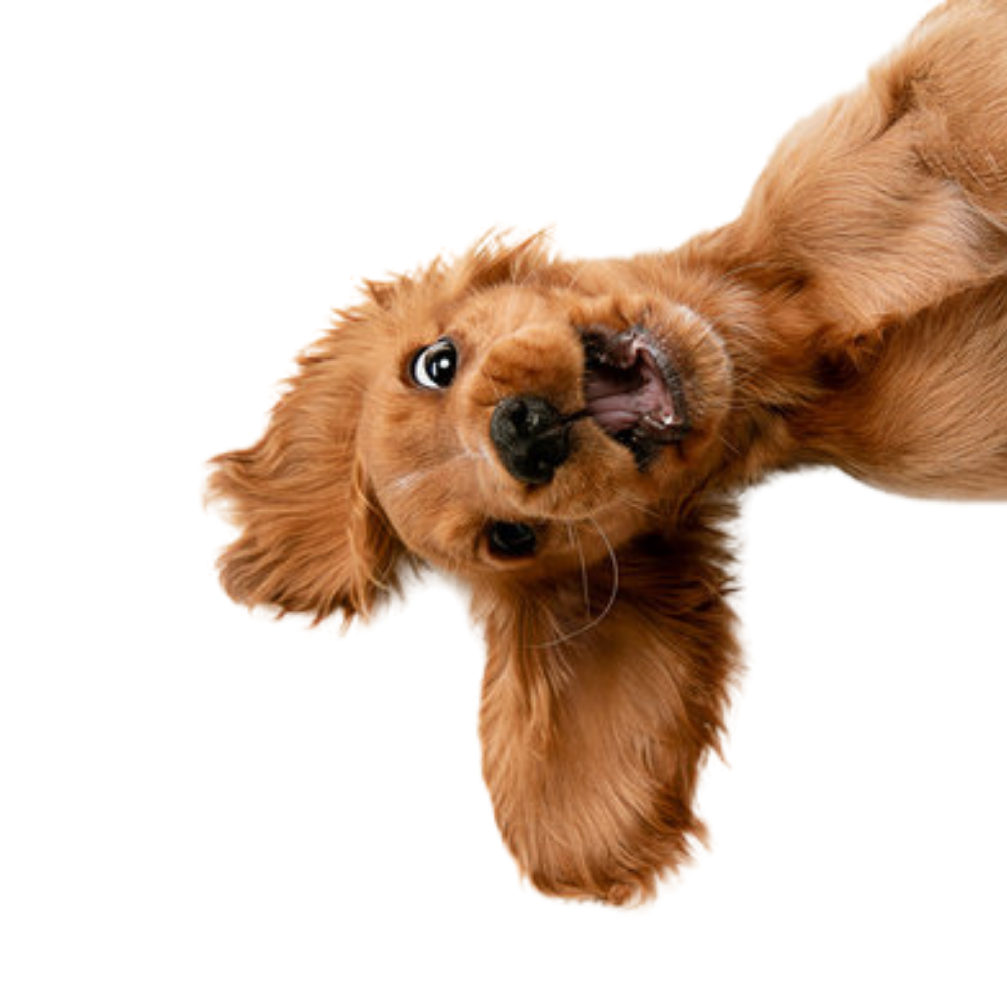 Cane con orecchie lunghe e pelo marrone, che fa un'espressione divertente