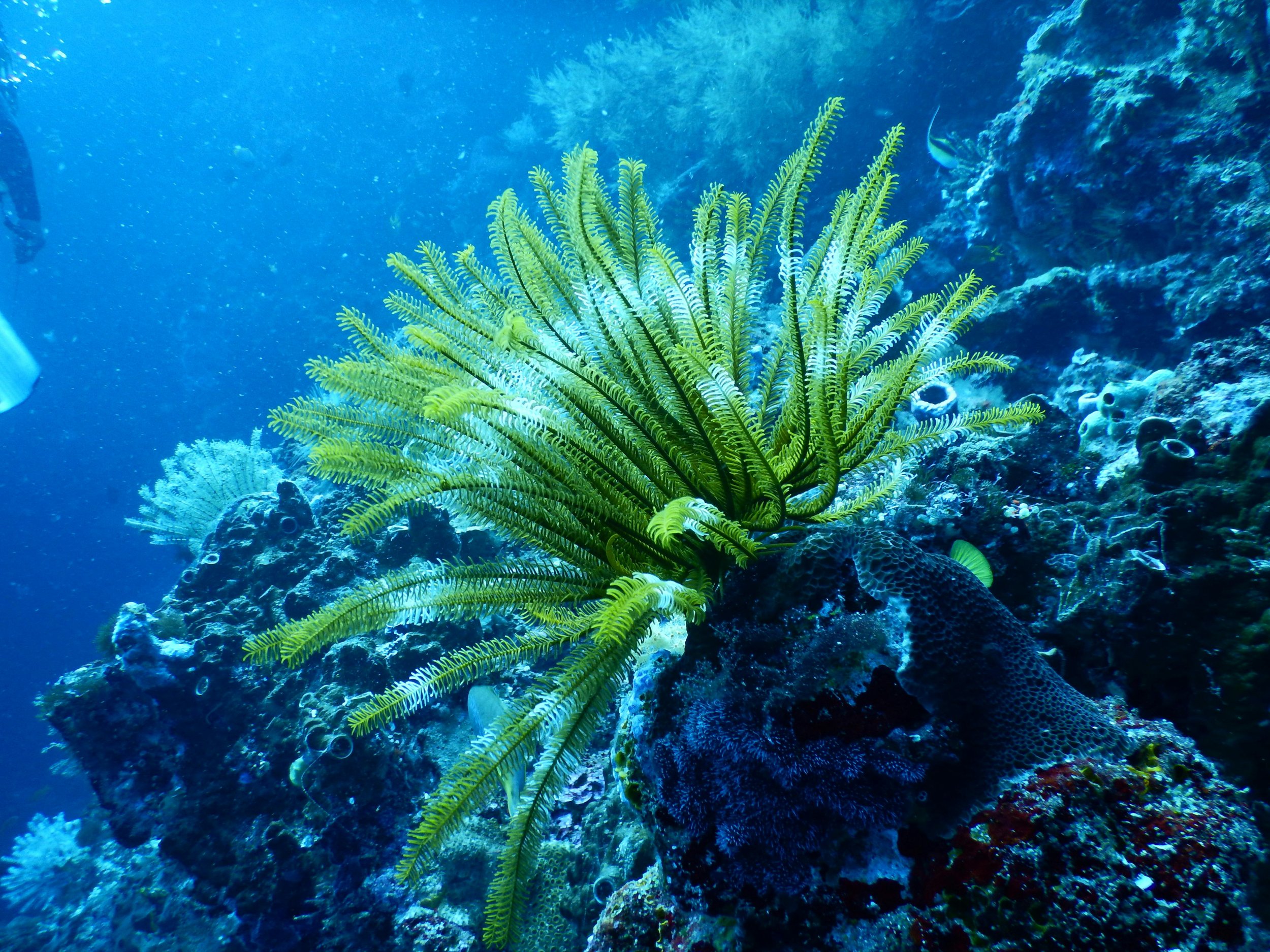 Underwater scene showing a green, fern-like coral among rocks and other marine life, with small fish swimming nearby.