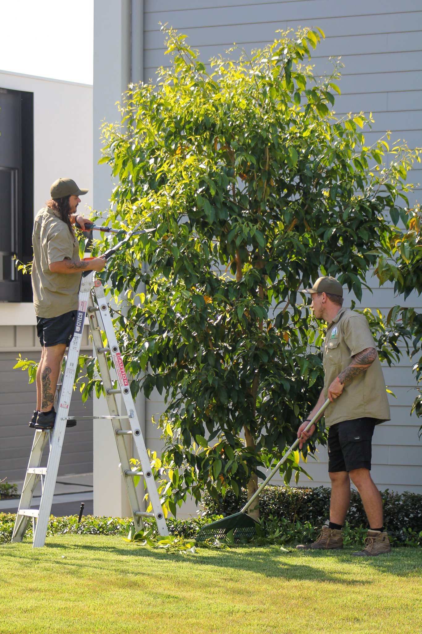 Two men trimming a large, leafy tree in a residential yard with a ladder and a rake. - Meraki Lawn Care Services