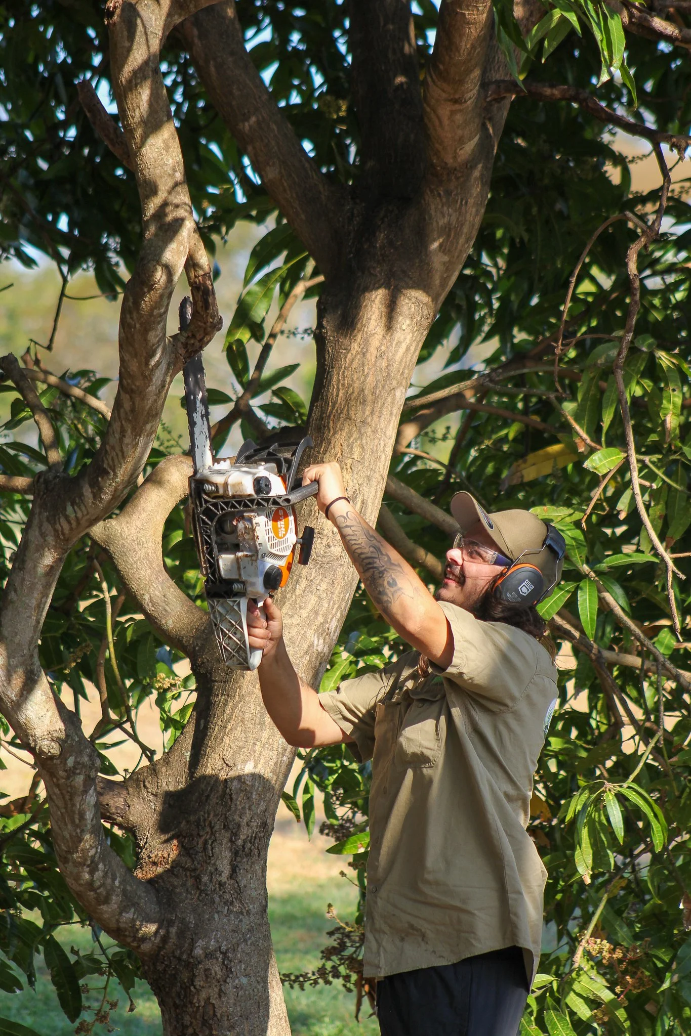 A man wearing a beige shirt, sunglasses, headphones, and a baseball cap is using a chainsaw to cut a branch off a tree. The tree is surrounded by green leaves and is situated outdoors in a natural environment. - Meraki Lawn Care Services