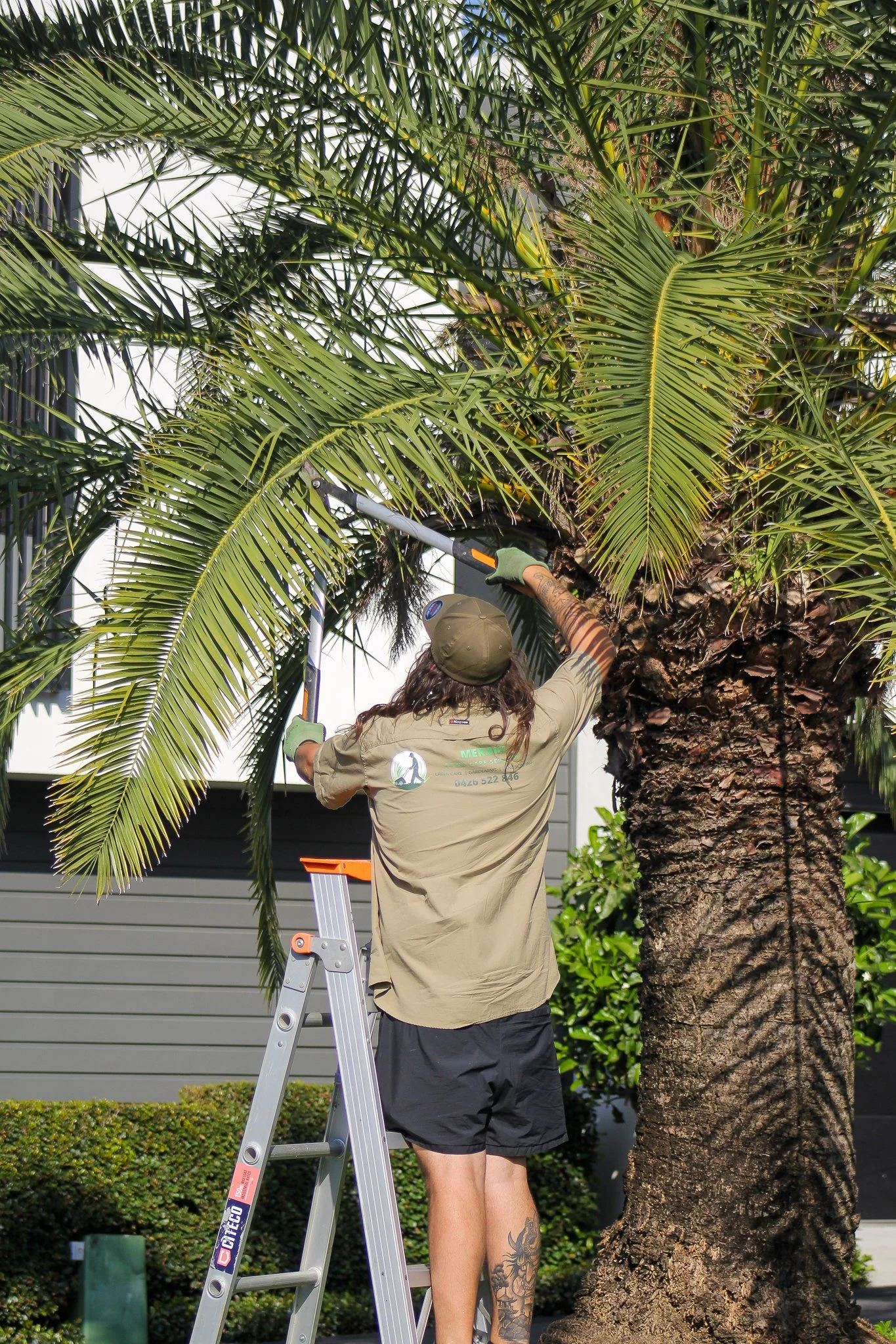 A person trimming the large palm tree branch with pruning shears while standing on a ladder. - Meraki Lawn Care Services