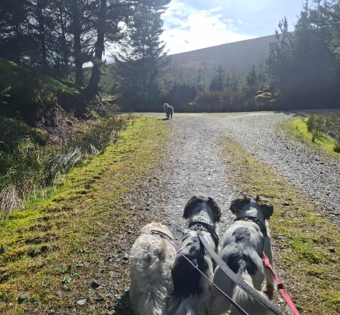 2 Hour Doggo Adventure