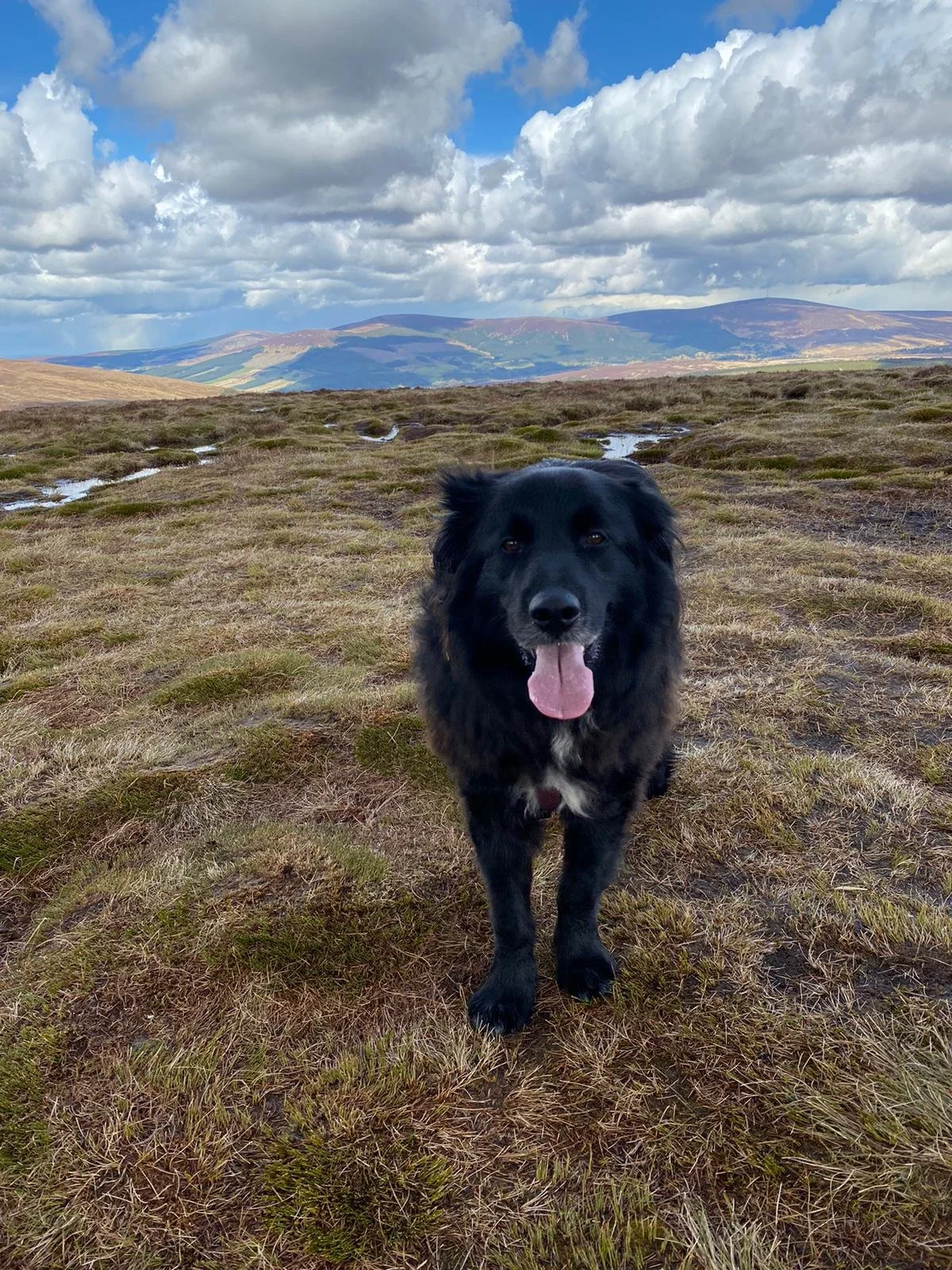 1 Hour Solo Doggo Adventure