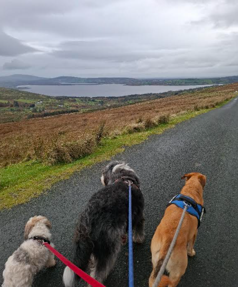 1 Hour Doggo Adventure