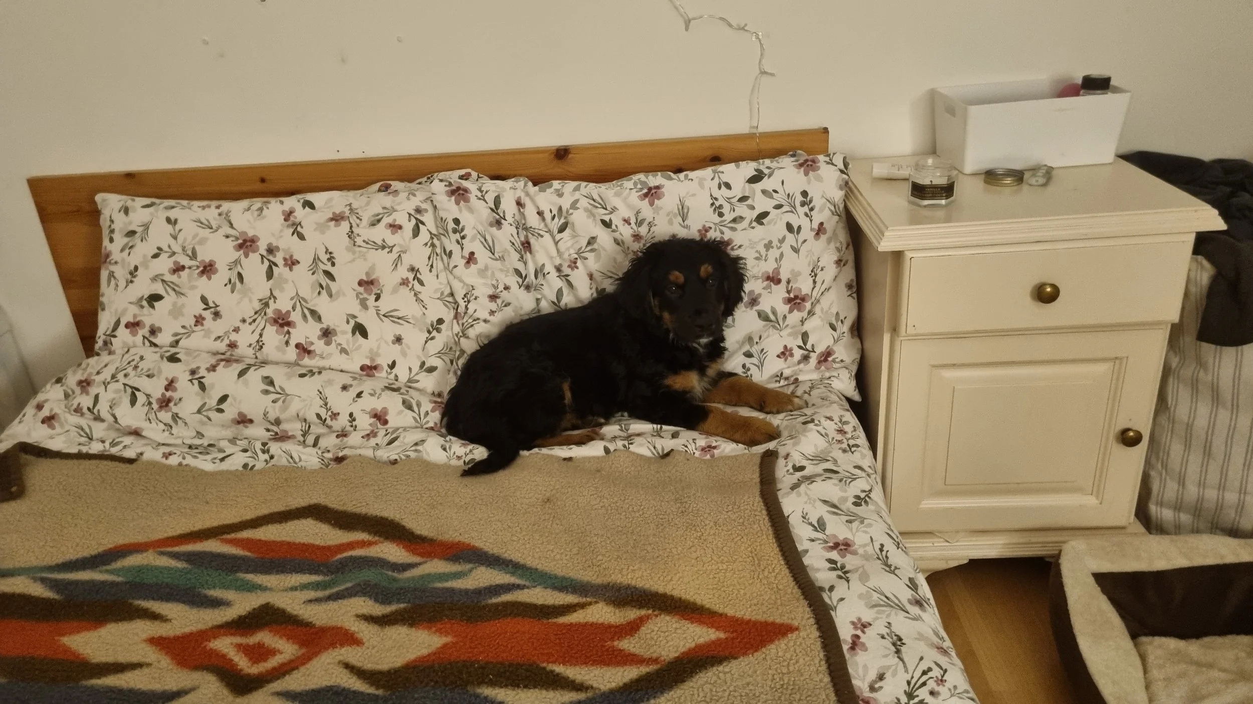 Keeping Your Doggo Happy at Home While You’re Away