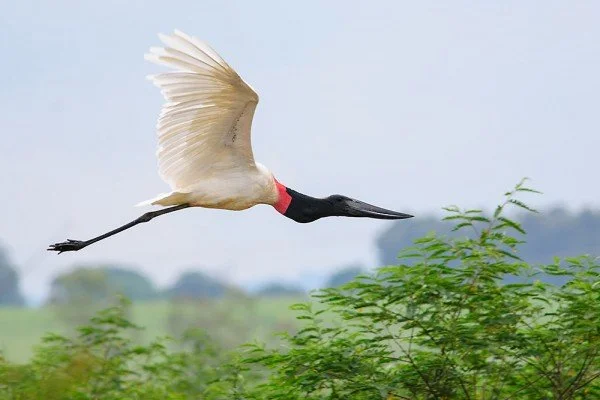 Tuiuiú-O-Símbolo-Do-Pantanal-5.jpg