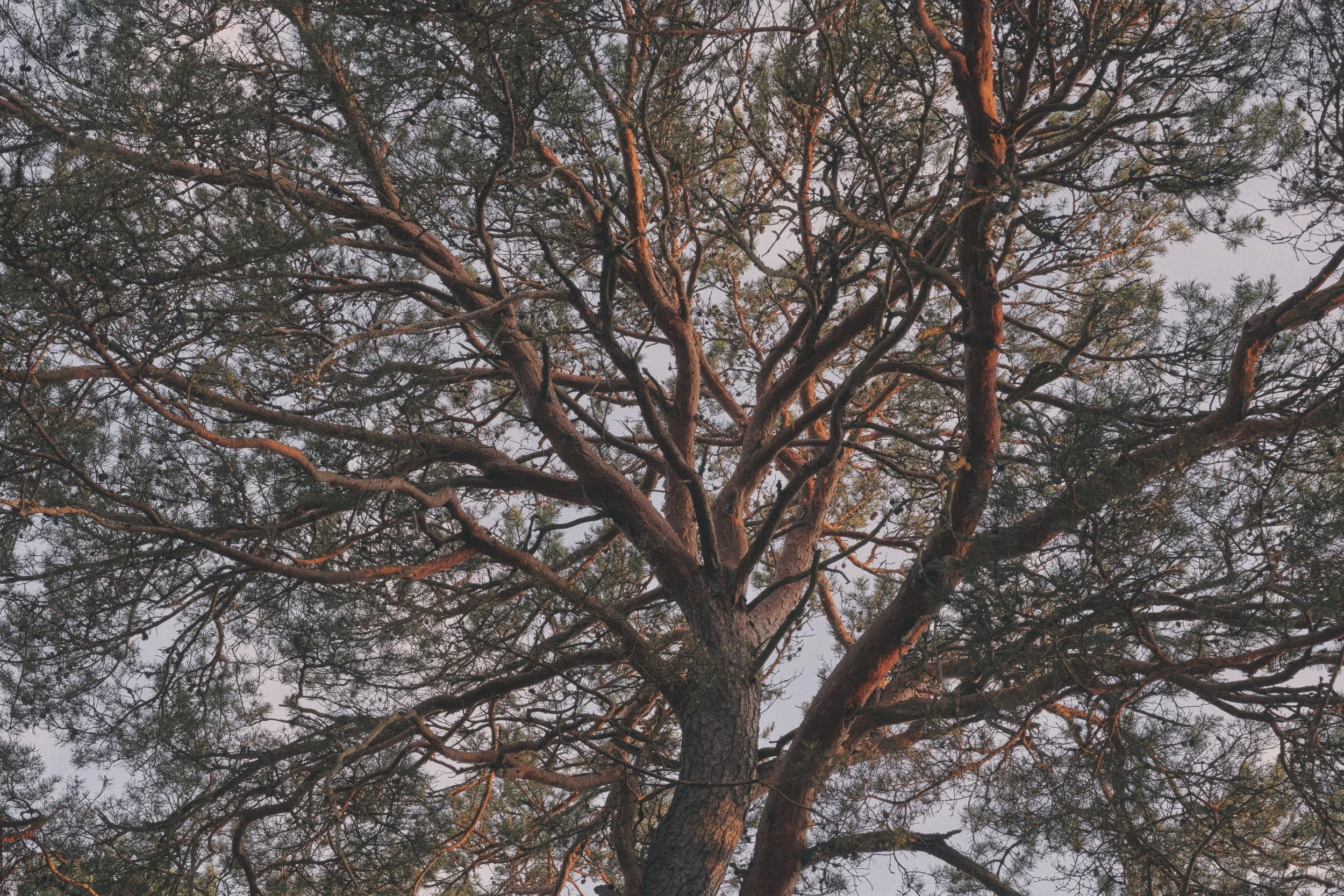 Looking up at the branches of a tall pine tree during sunset with a pinkish sky.