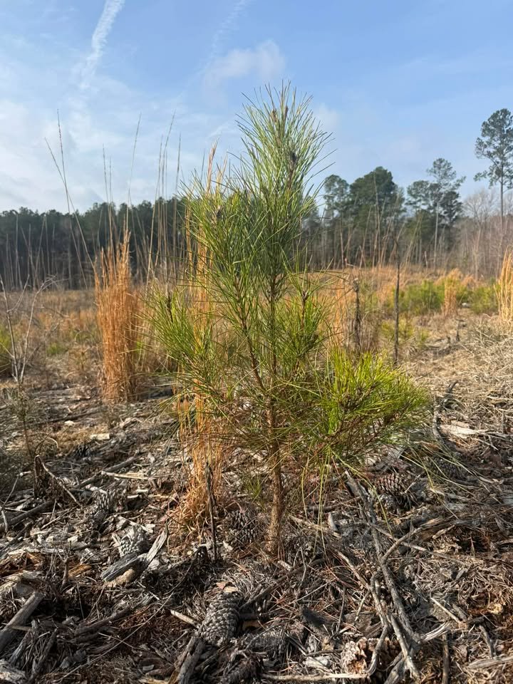 Young pine tree in a partially burned area with dry grass and trees in the background under a clear blue sky.