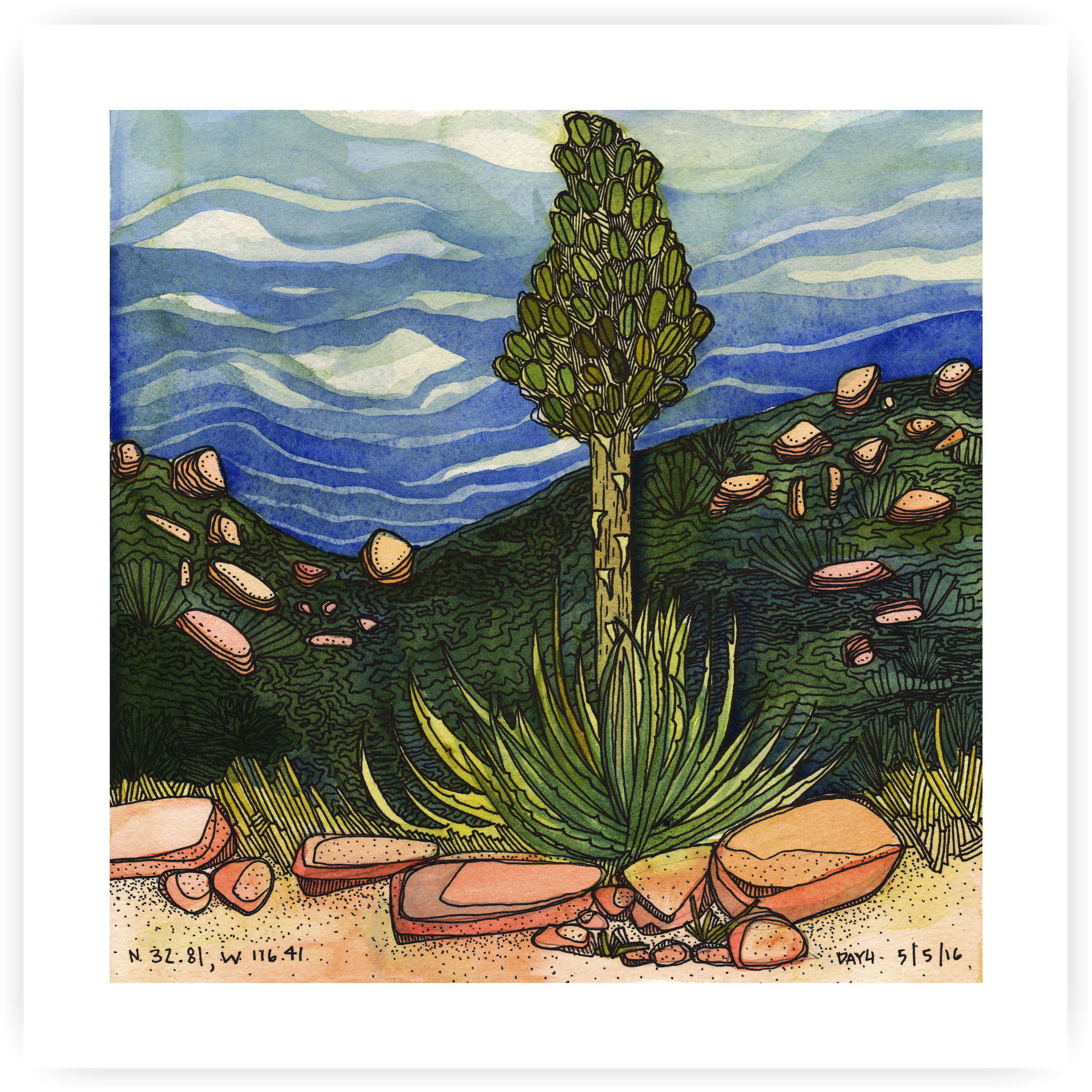 Yucca