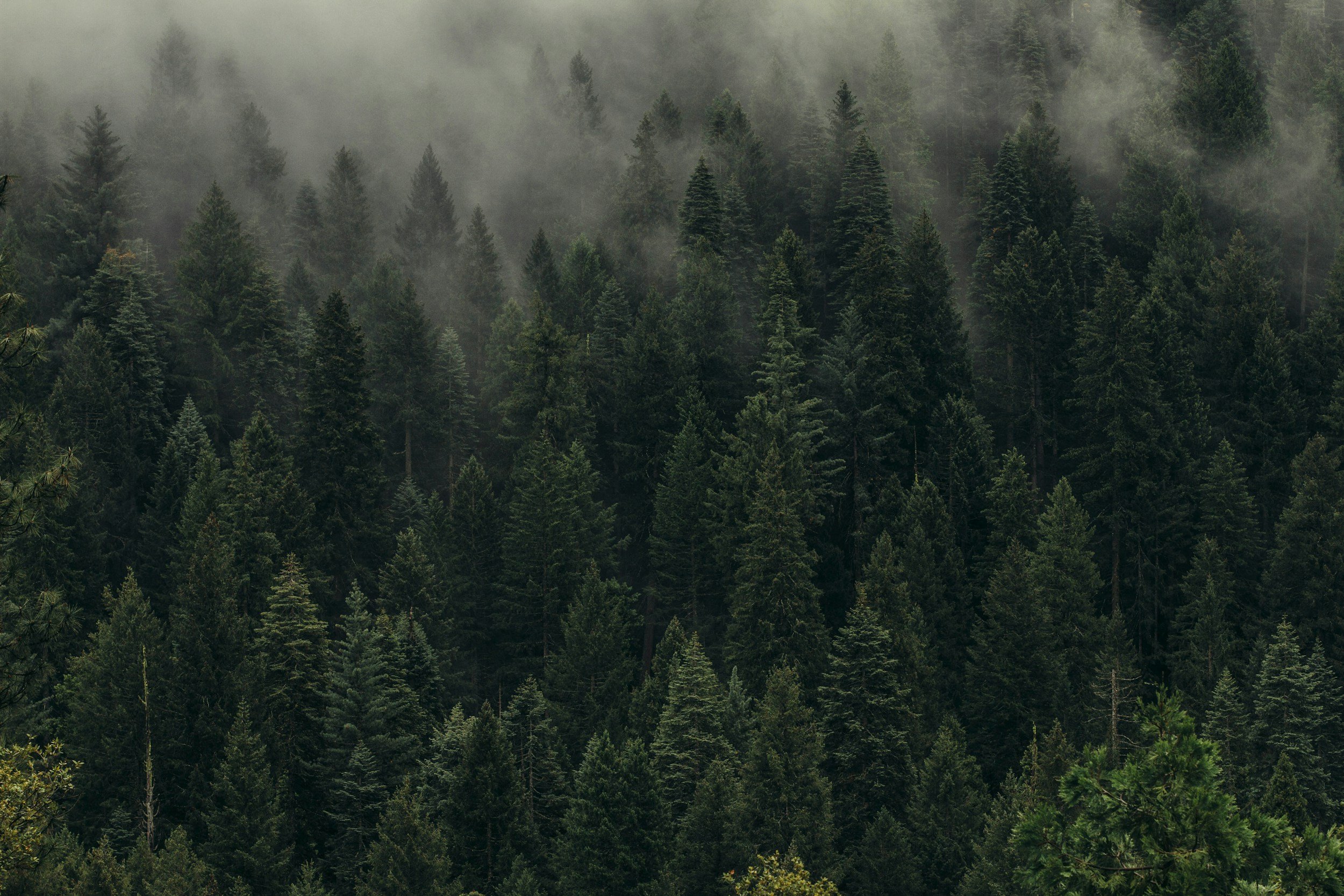 Dense forest of tall pine trees with mist or fog in the background.