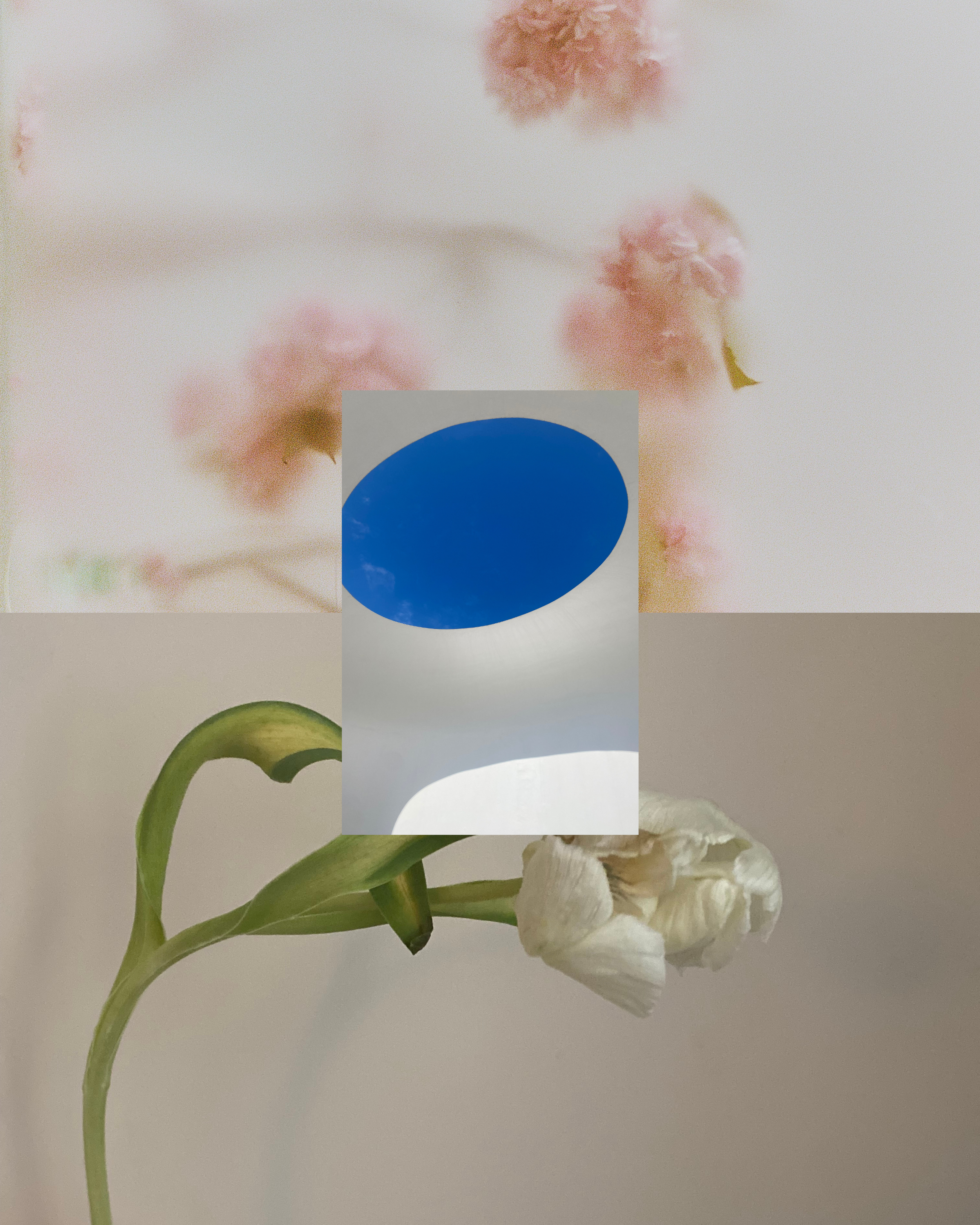 A distorted and layered image featuring pink flowers, a blue sky, and a white flower with green leaves.