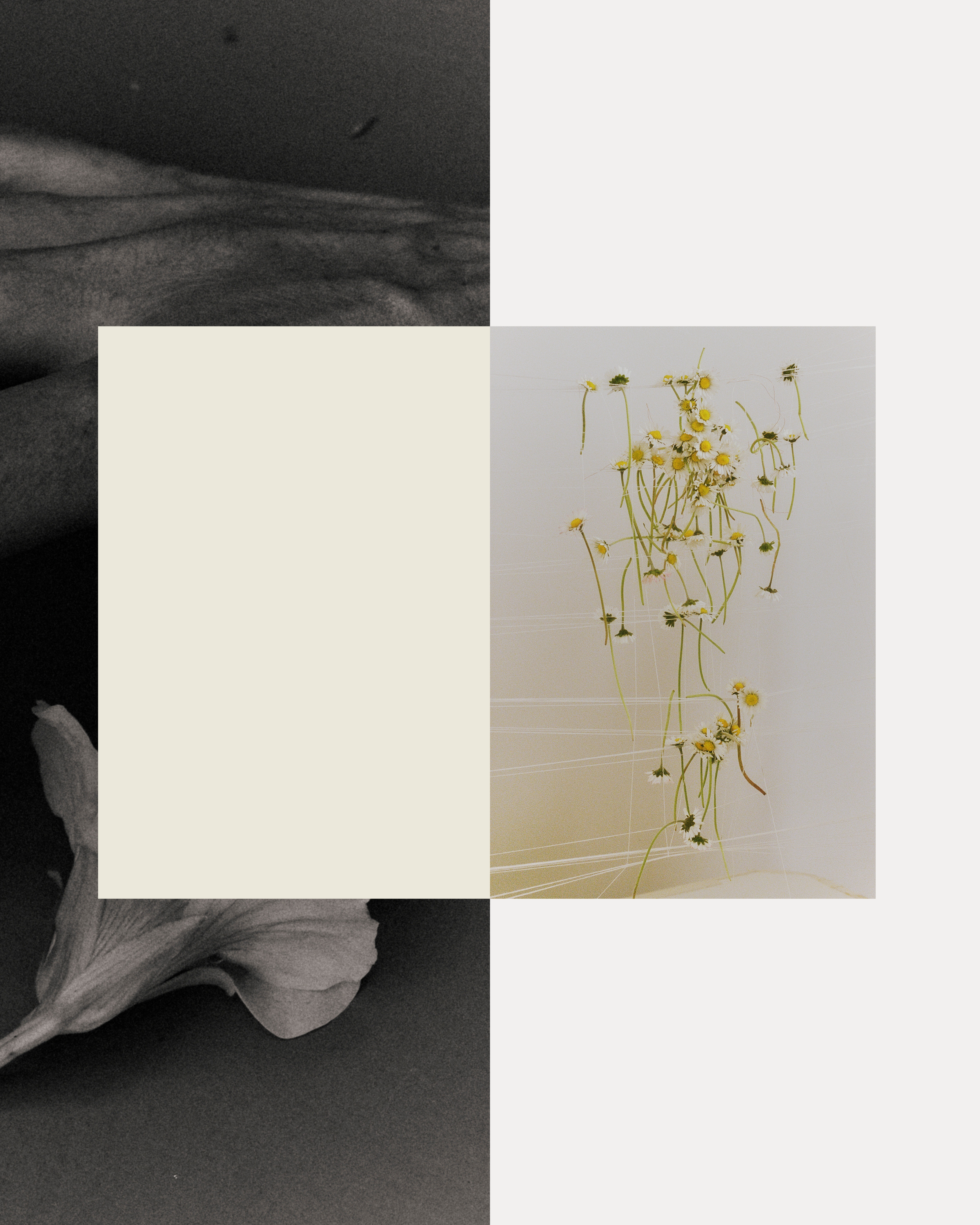 Collage of four sections with a black and white flower petal, a blank beige square, a cluster of yellow daisies with green stems, and a dark grainy textured area.