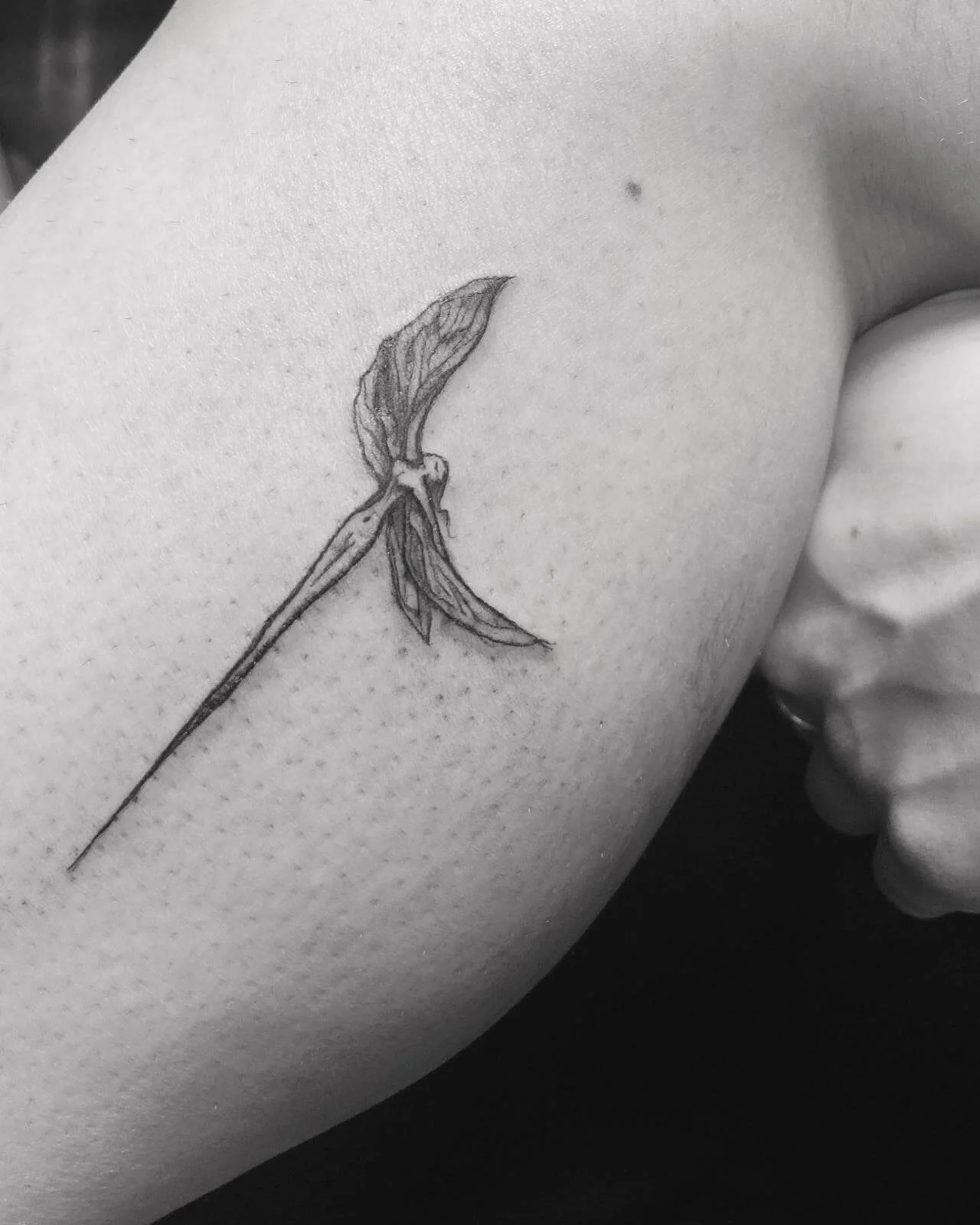 Small fine line black and grey tattoo on the lower leg depicting a delicate winged female figure in flight, with softly shaded wings sweeping upward and a long trailing tail or ribbon below. Ethereal and feminine illustrative style. Siren Tattoo Stud