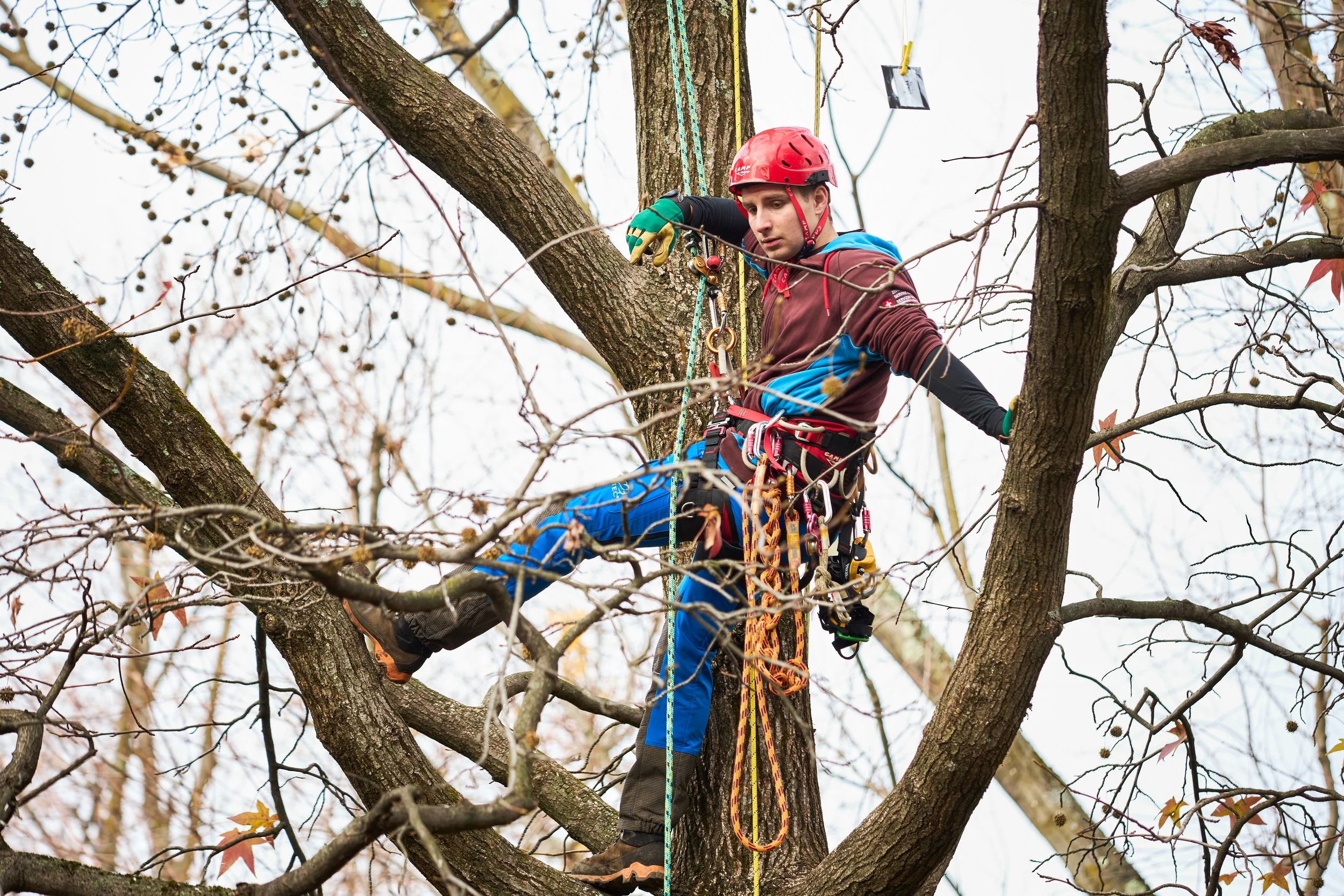 Treeclimbing base – lavori su alberi con fune