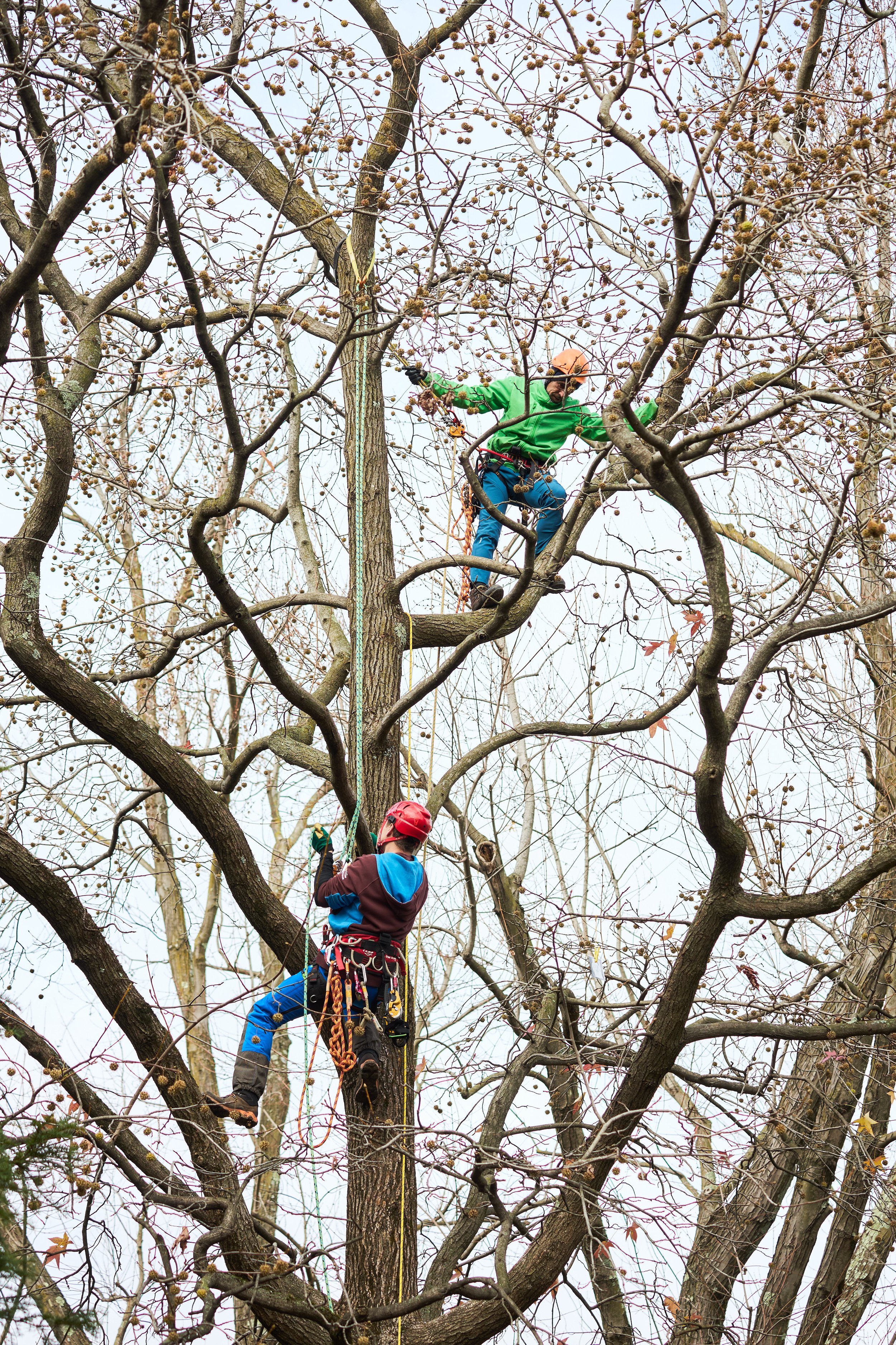 2° Corso avanzato di Treeclimbing