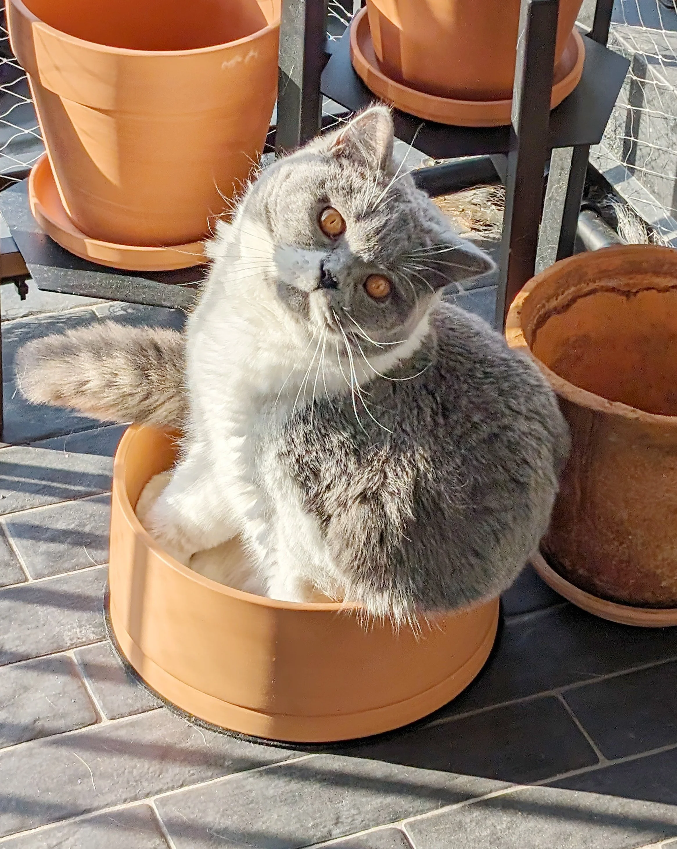 A gray tabby cat with white chest and paws sitting inside an empty clay flowerpot, surrounded by several other flowerpots on a black metal plant stand, on a tiled patio.