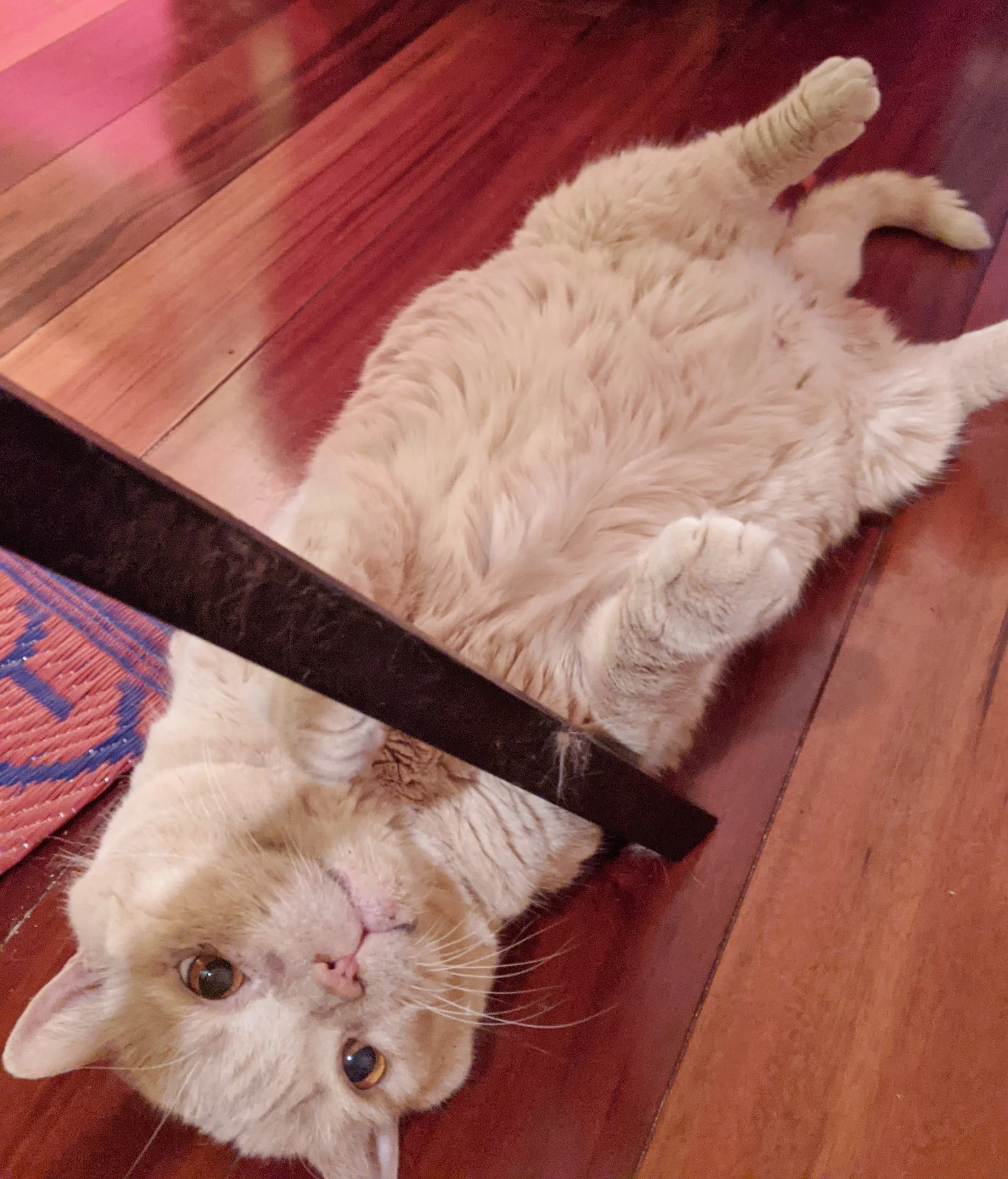 Close-up of a light-colored cat lying on a reddish-brown wooden floor. The cat has amber eyes and is looking directly at the camera with an attentive expression. Part of a woven fabric item is visible in the foreground.