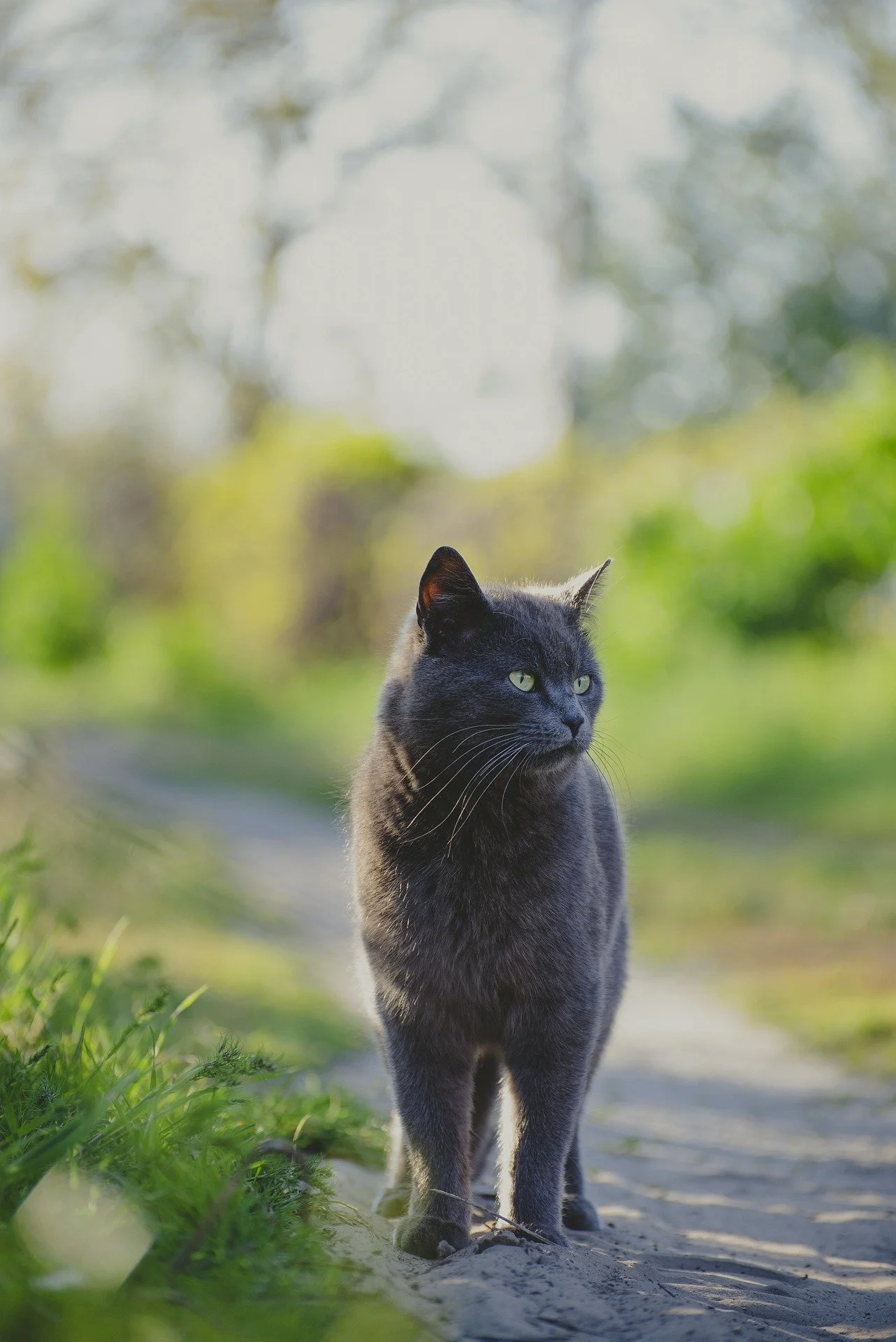 A gray cat with piercing yellow eyes walking on a rustic dirt path surrounded by green grass in a natural outdoor setting.
