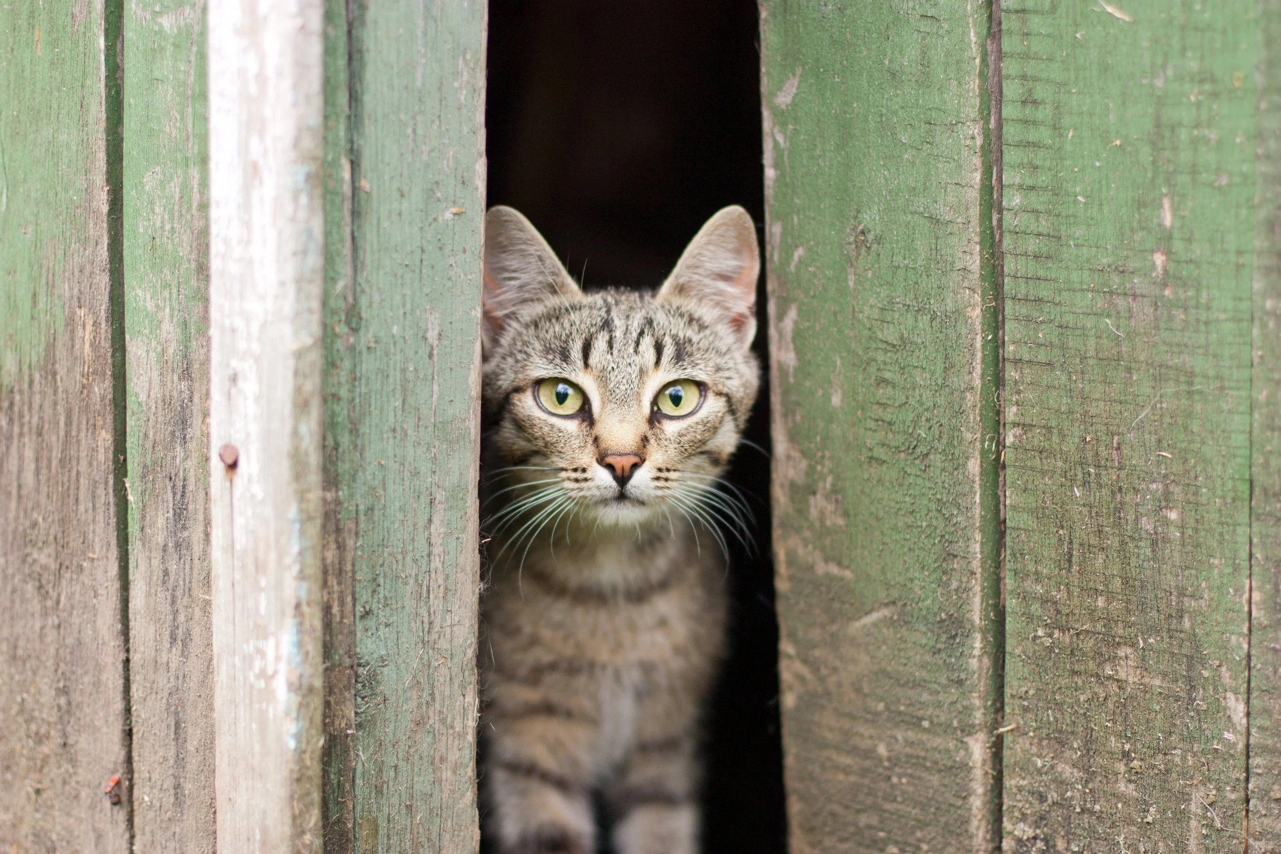 A tabby cat with yellow-green eyes peeking through a narrow opening between green weathered wooden planks.