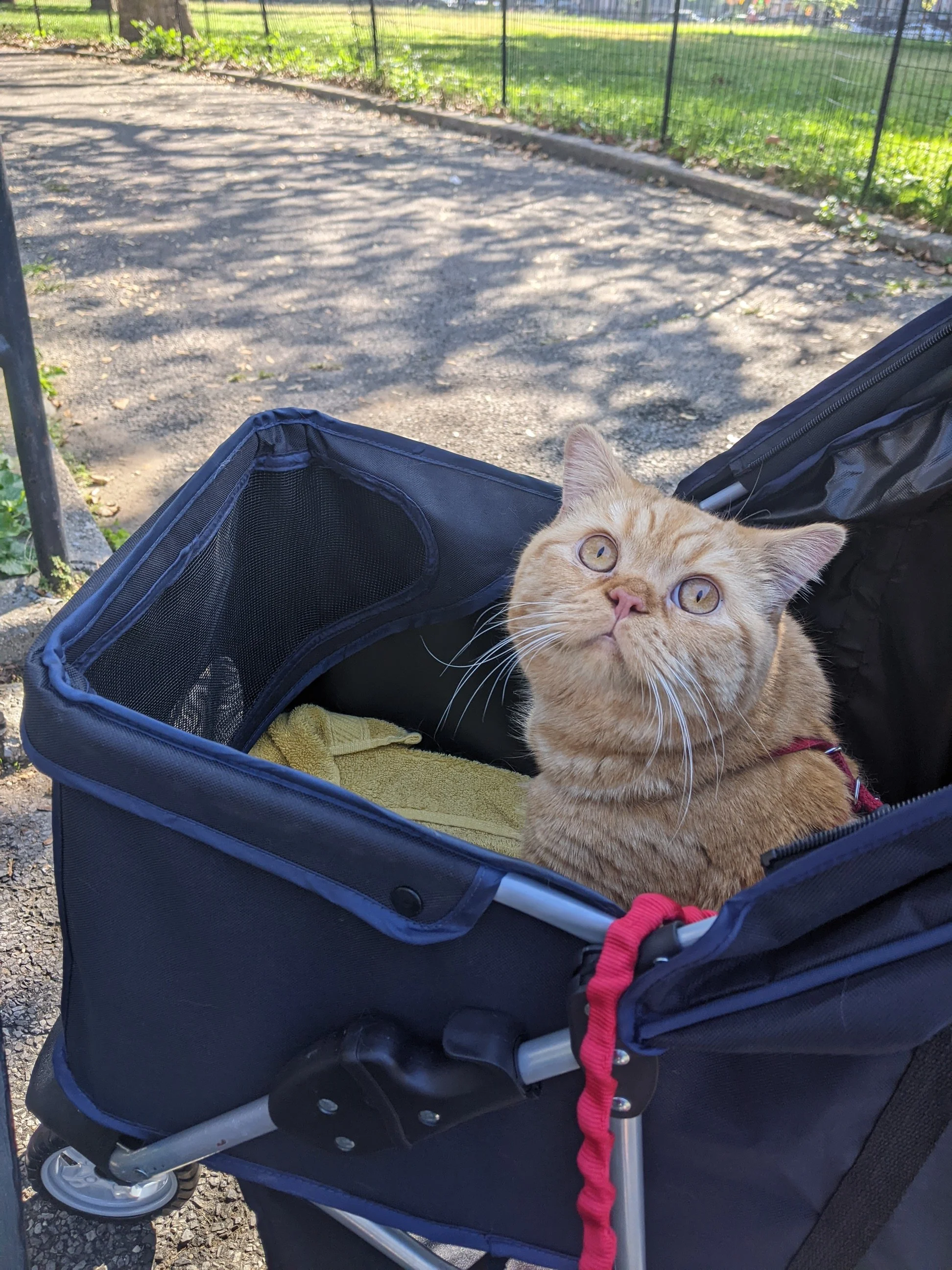 A ginger cat with yellow eyes sitting inside a blue pet stroller, outdoors on a sunny day with a fence and grassy area in the background.