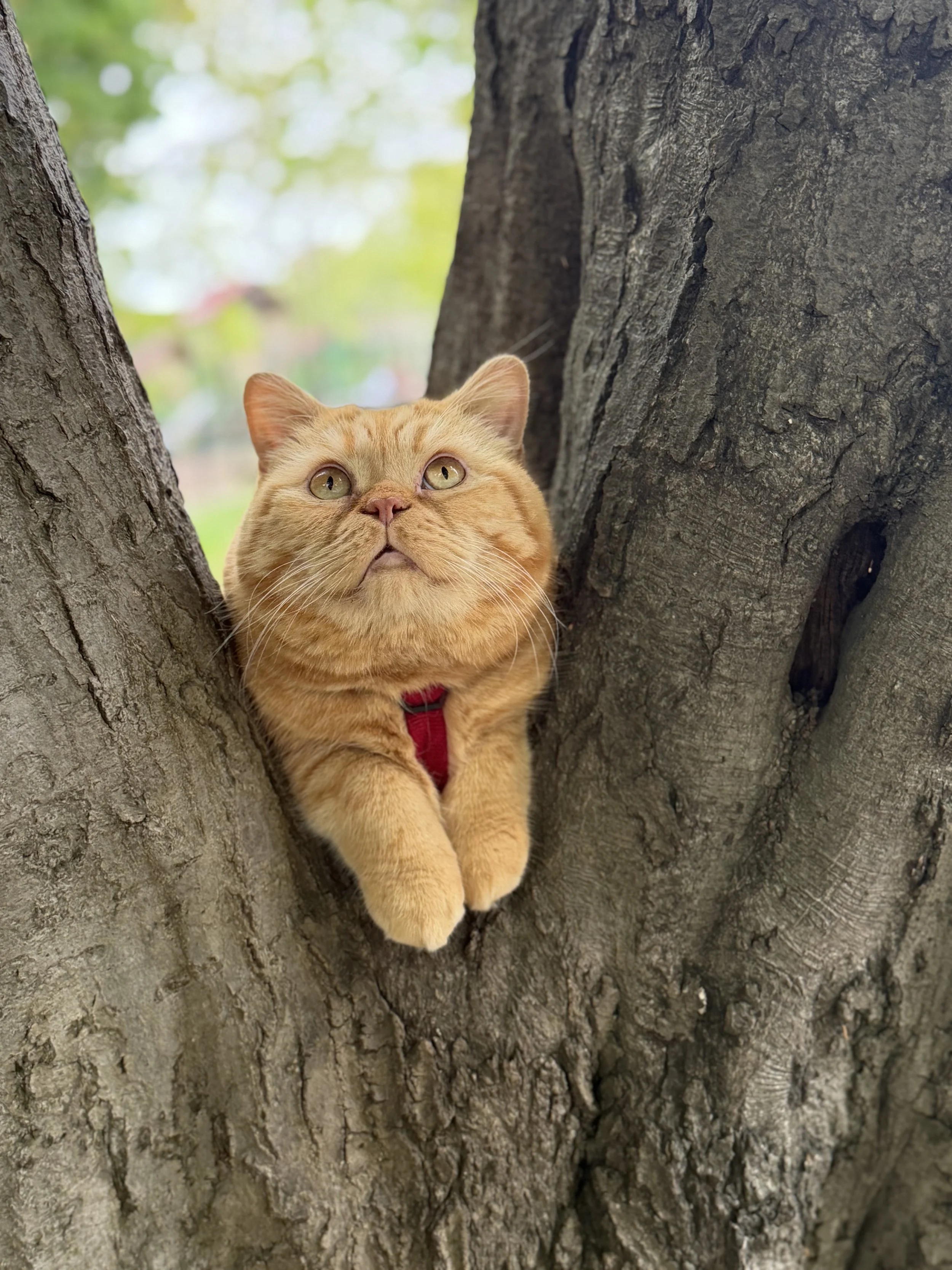 An orange tabby cat with green eyes peeking out from between the branches of a large tree with textured bark.