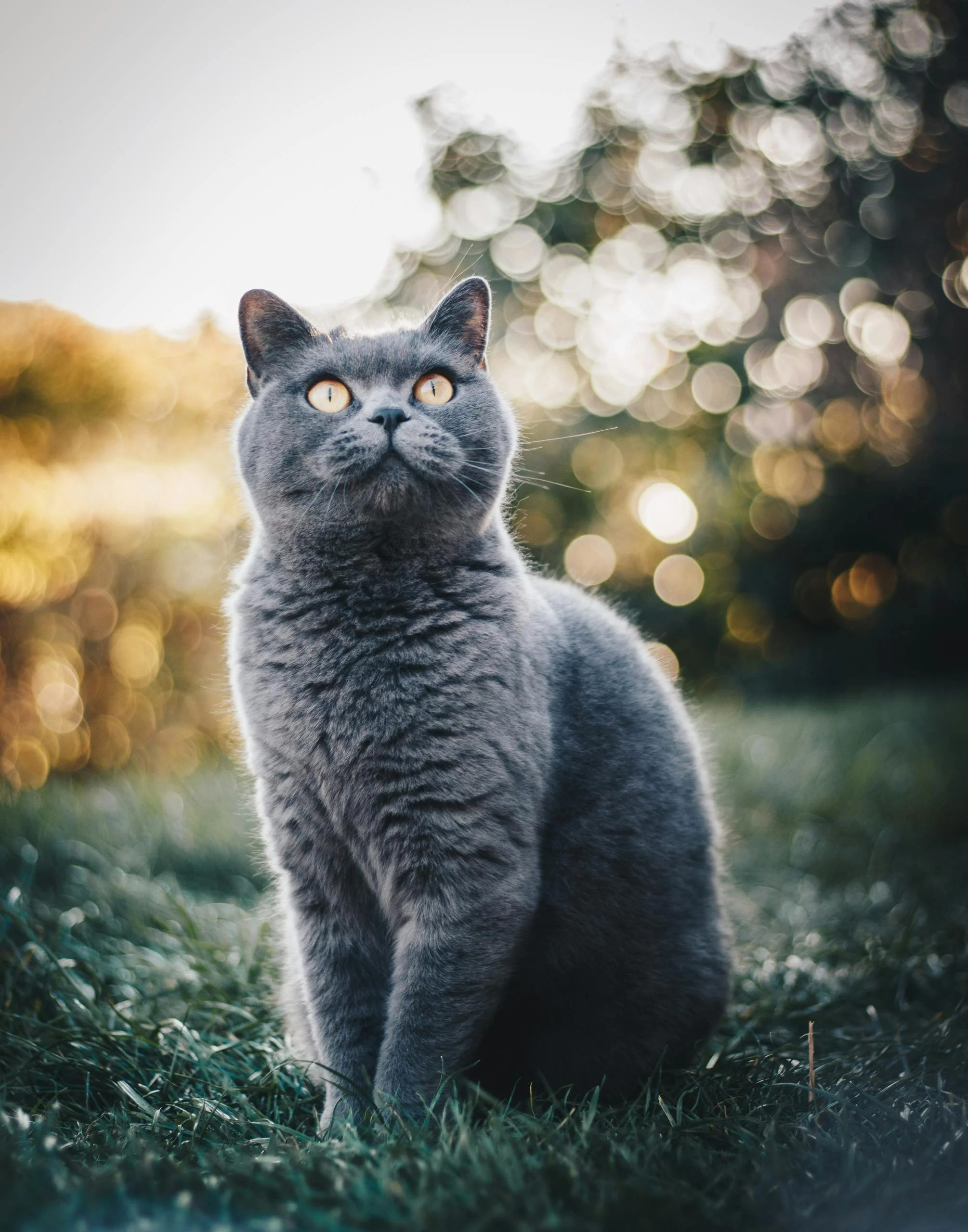 A gray cat sitting on grass outdoors with a blurred background of trees and sunlight.