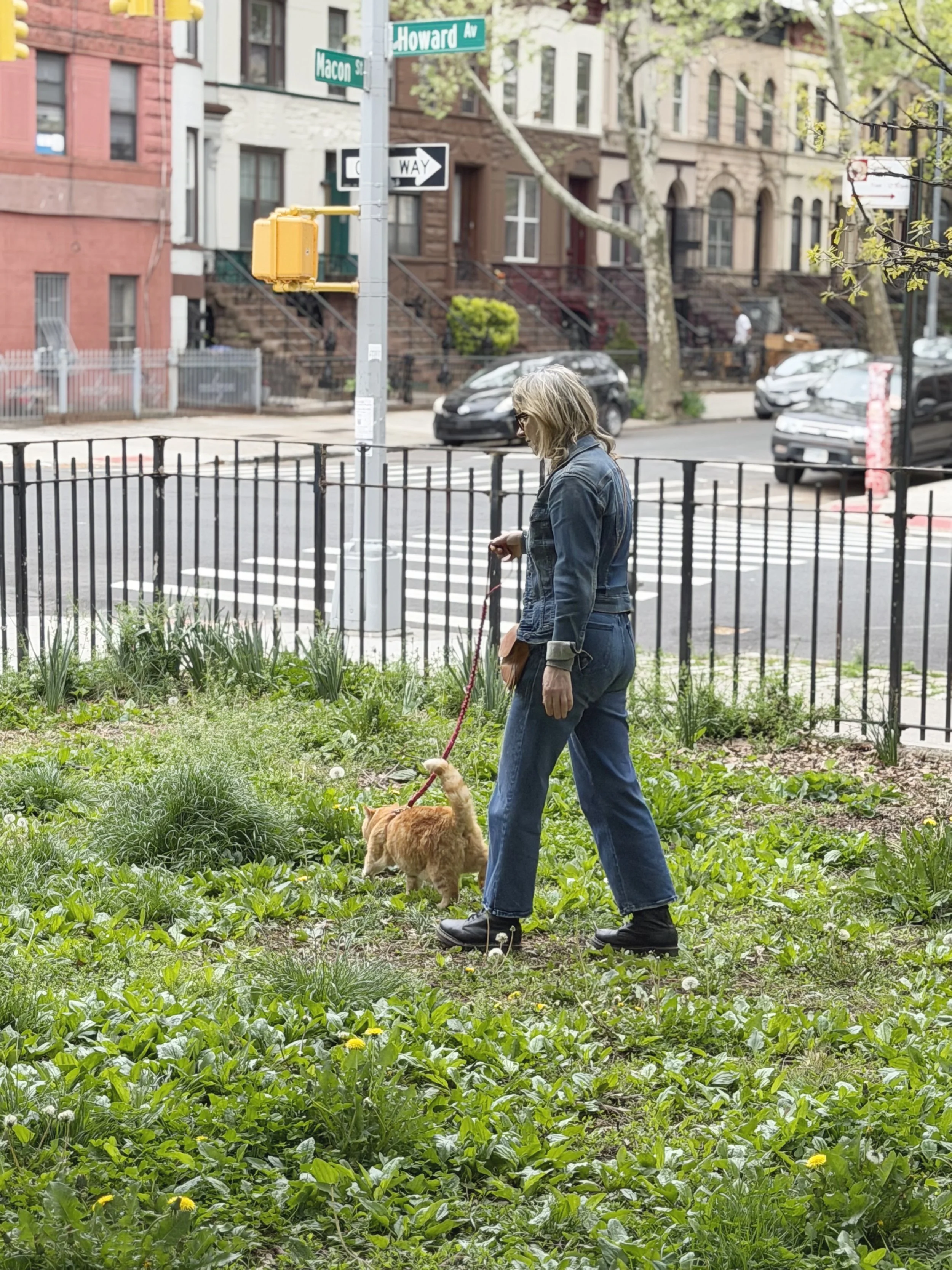 A woman walking her dog in a grassy area enclosed by a black metal fence on a city street, with row houses, parked cars, and street signs for Howard Avenue and Macon Street in the background.