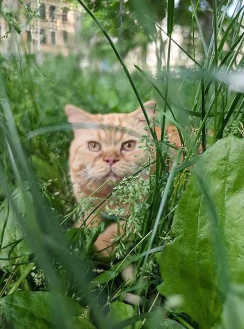 A cat peeking through tall green grass and plants.