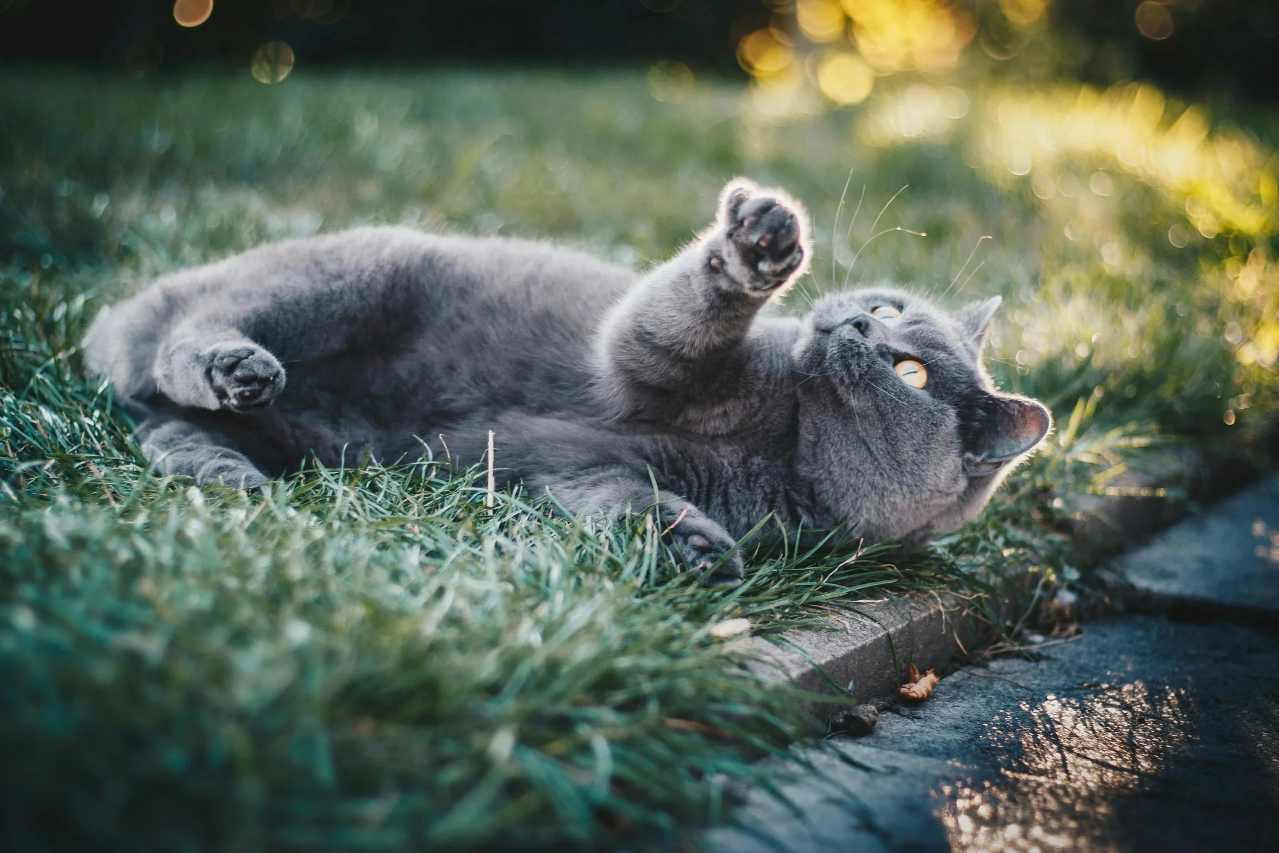 Gray kitten playing with its paw on green grass outdoors during sunset with a blurred background of trees and glowing bokeh effects.