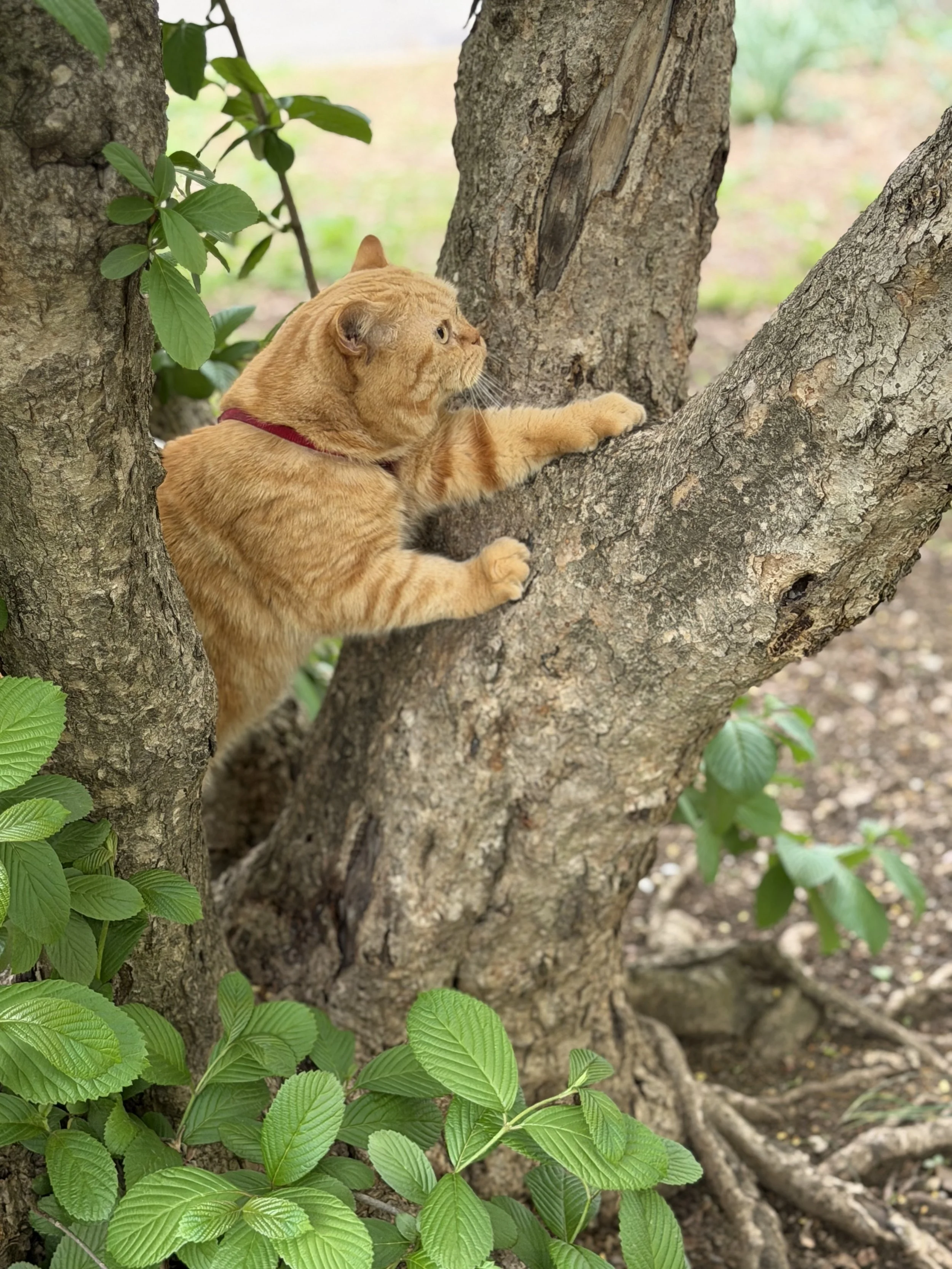 A ginger cat with a red collar lying on a tree branch in a garden with green leaves and tree trunks.