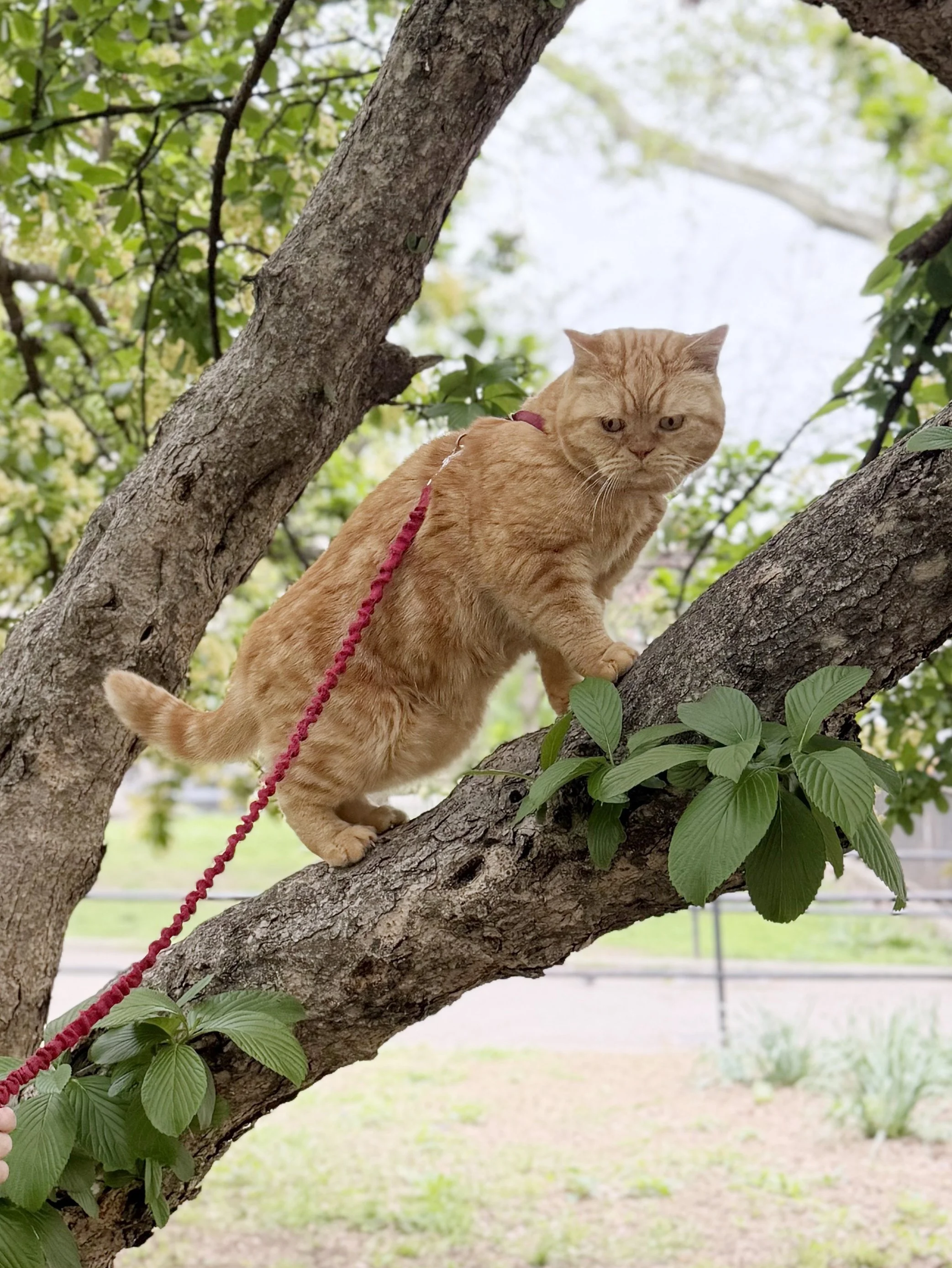 An orange tabby cat with a pink leash climbing a tree with green leaves.