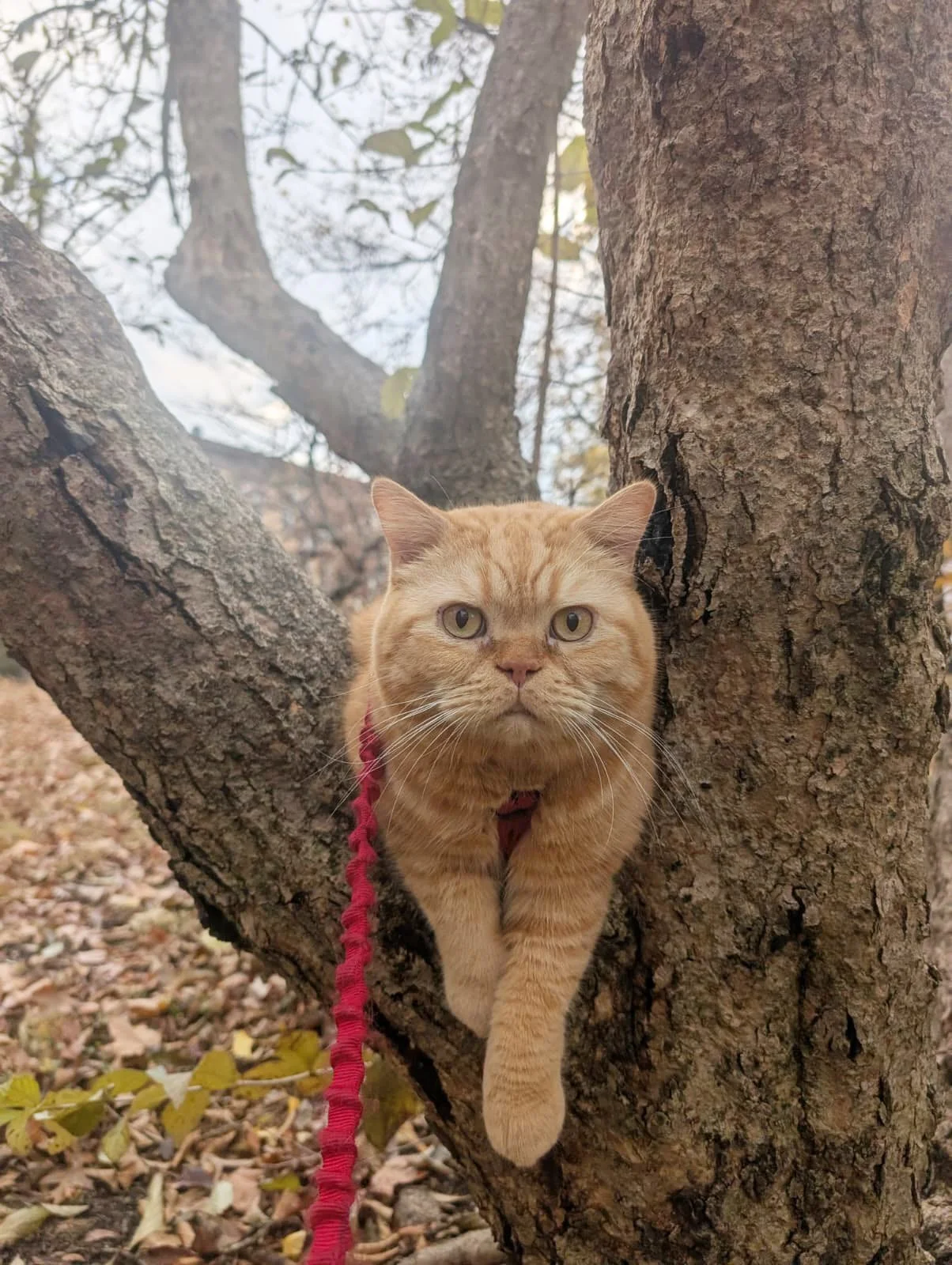 An orange tabby cat with green eyes is perched on a tree branch, looking directly at the camera. The cat is wearing a red leash, and the background shows trees with bare branches and fallen leaves on the ground.