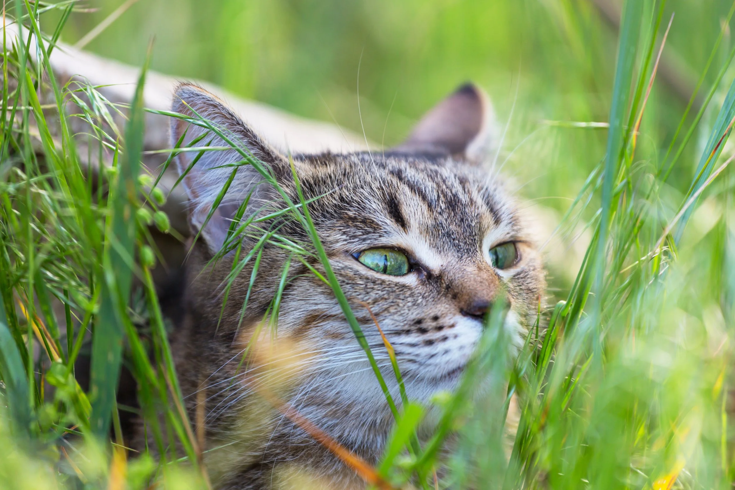 Close-up of a wildcat lying in green grass with its eyes open.
