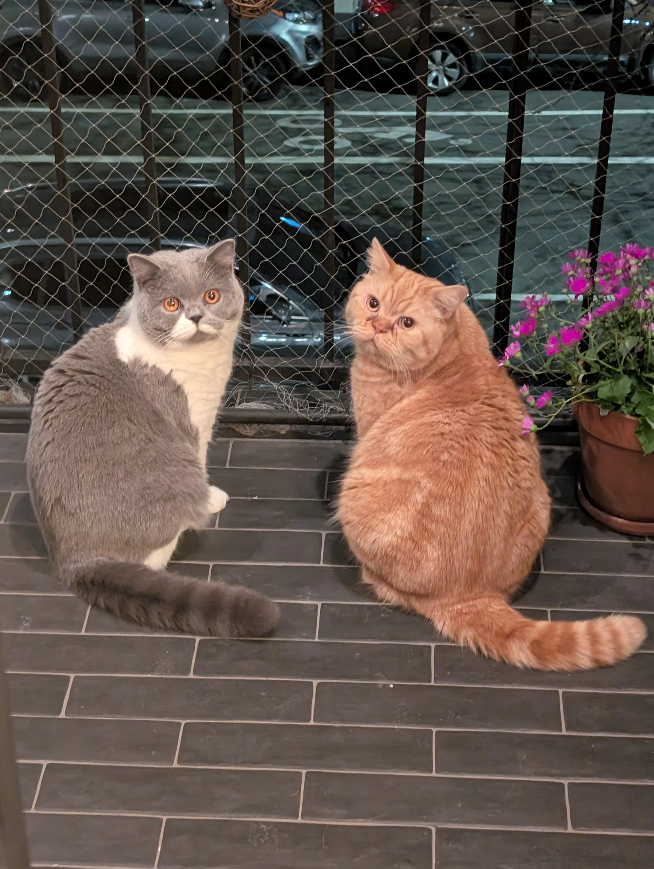 Two cats sitting outside on a porch at night, behind a metal fence with a parking lot and cars in the background, and pink flowers in a pot to the right.