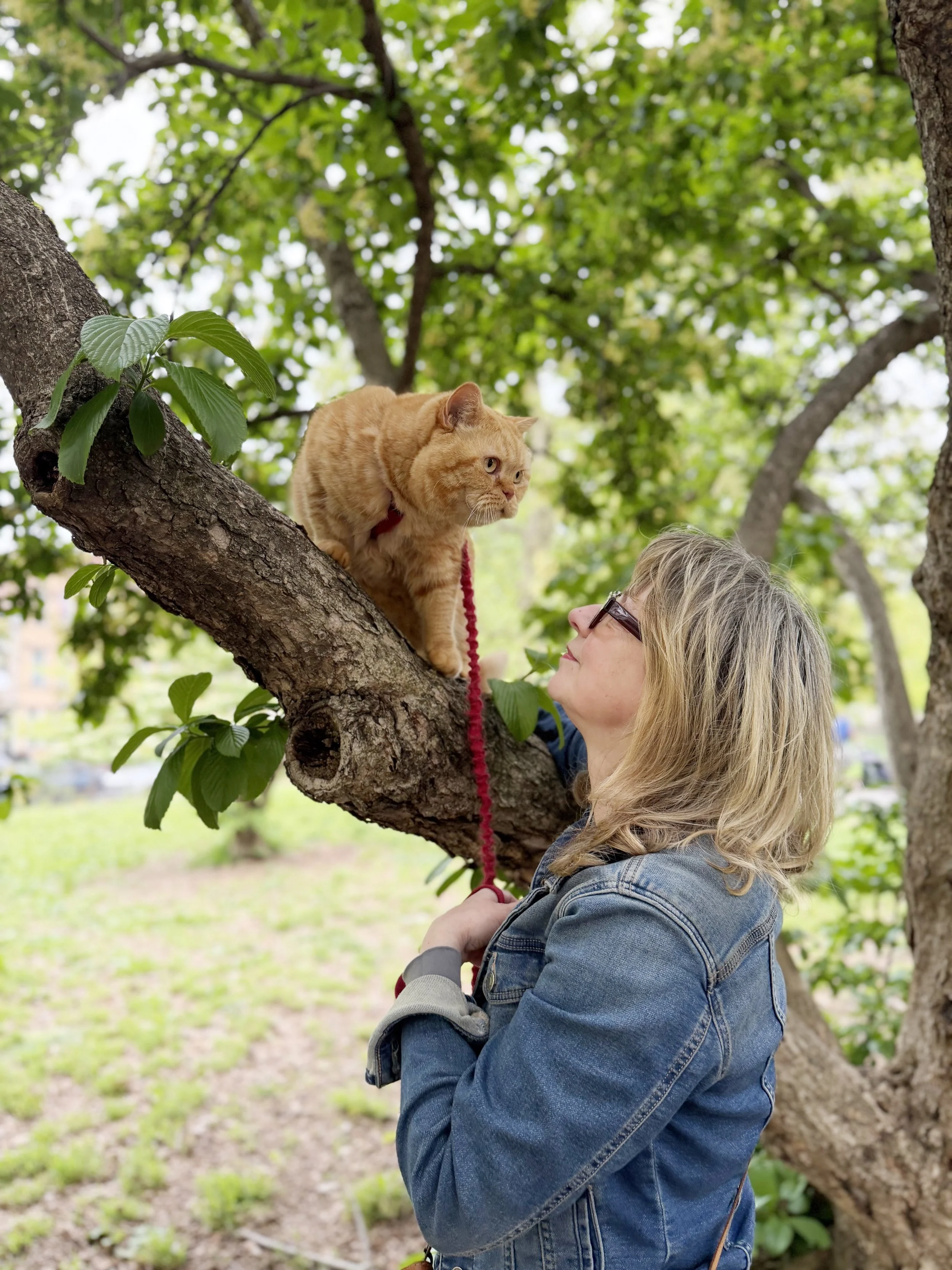 A woman with blonde hair and glasses standing outdoors in a denim jacket, looking at a large orange cat perched on a tree branch. The cat wears a red leash and is looking back at the woman. The background features green leaves and a park setting.