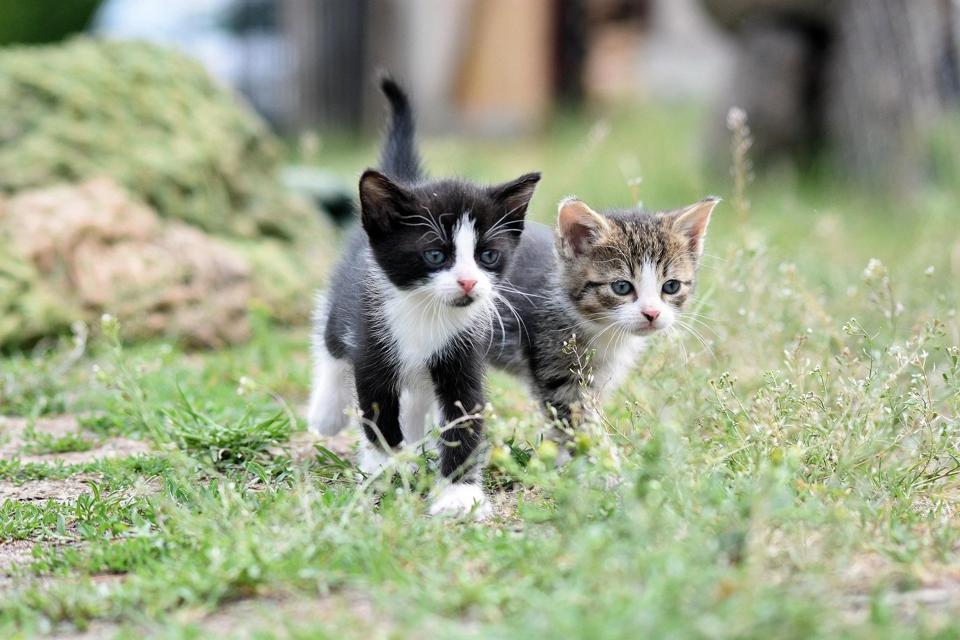 Two kittens walking outdoors in a grassy area with blurred background.
