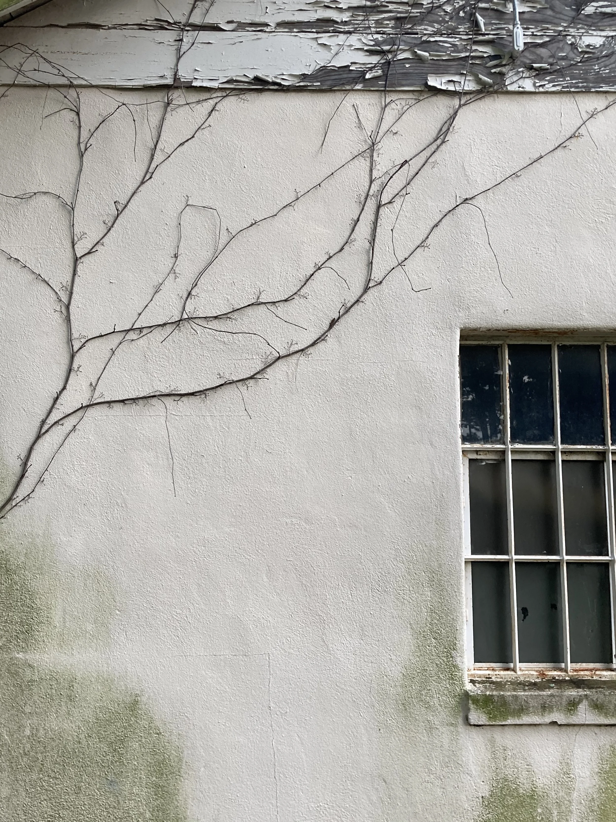 A weathered building wall at Capitol Heights Middle School with a barred window and dried vine branches.