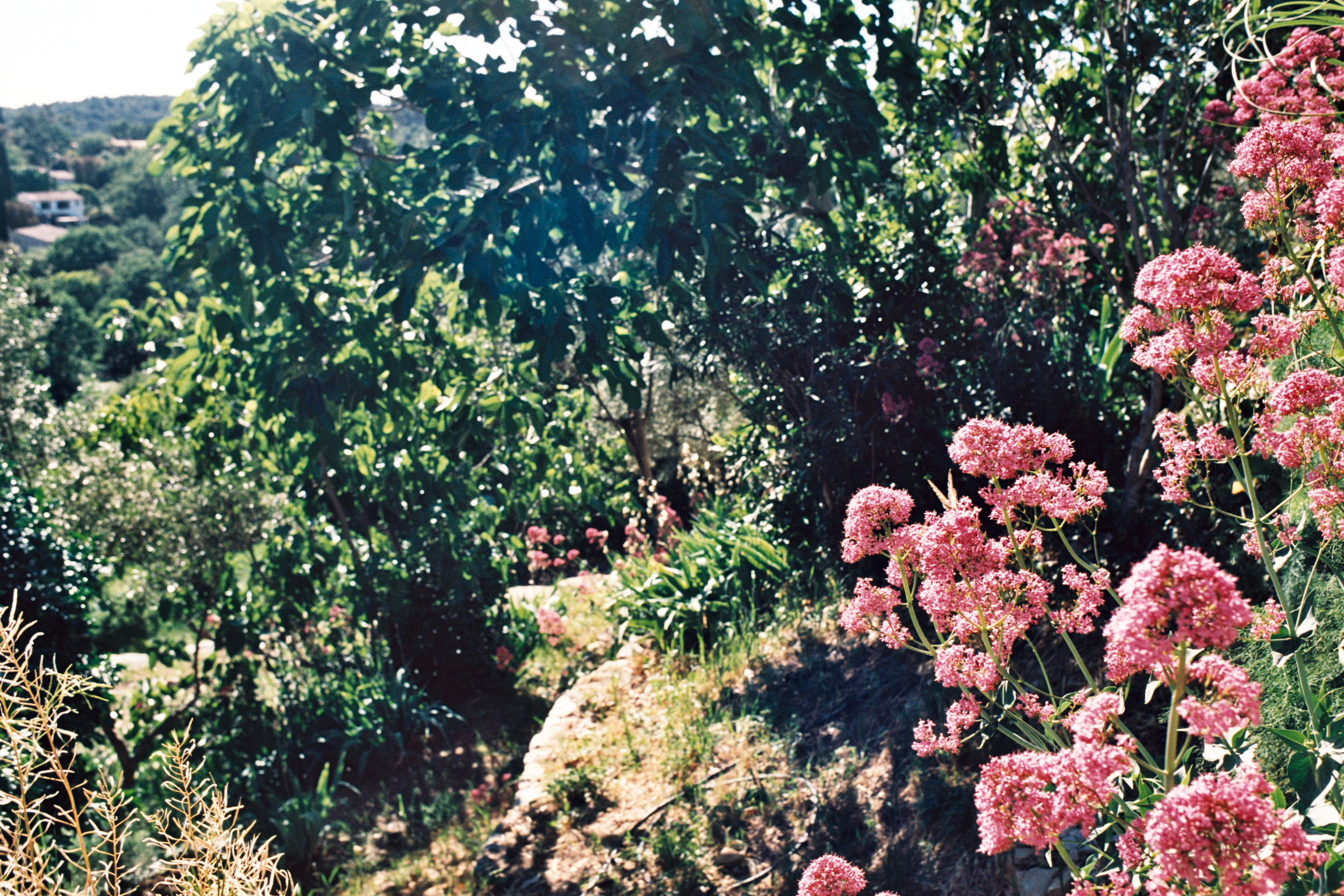 Jardin et restanque arborée