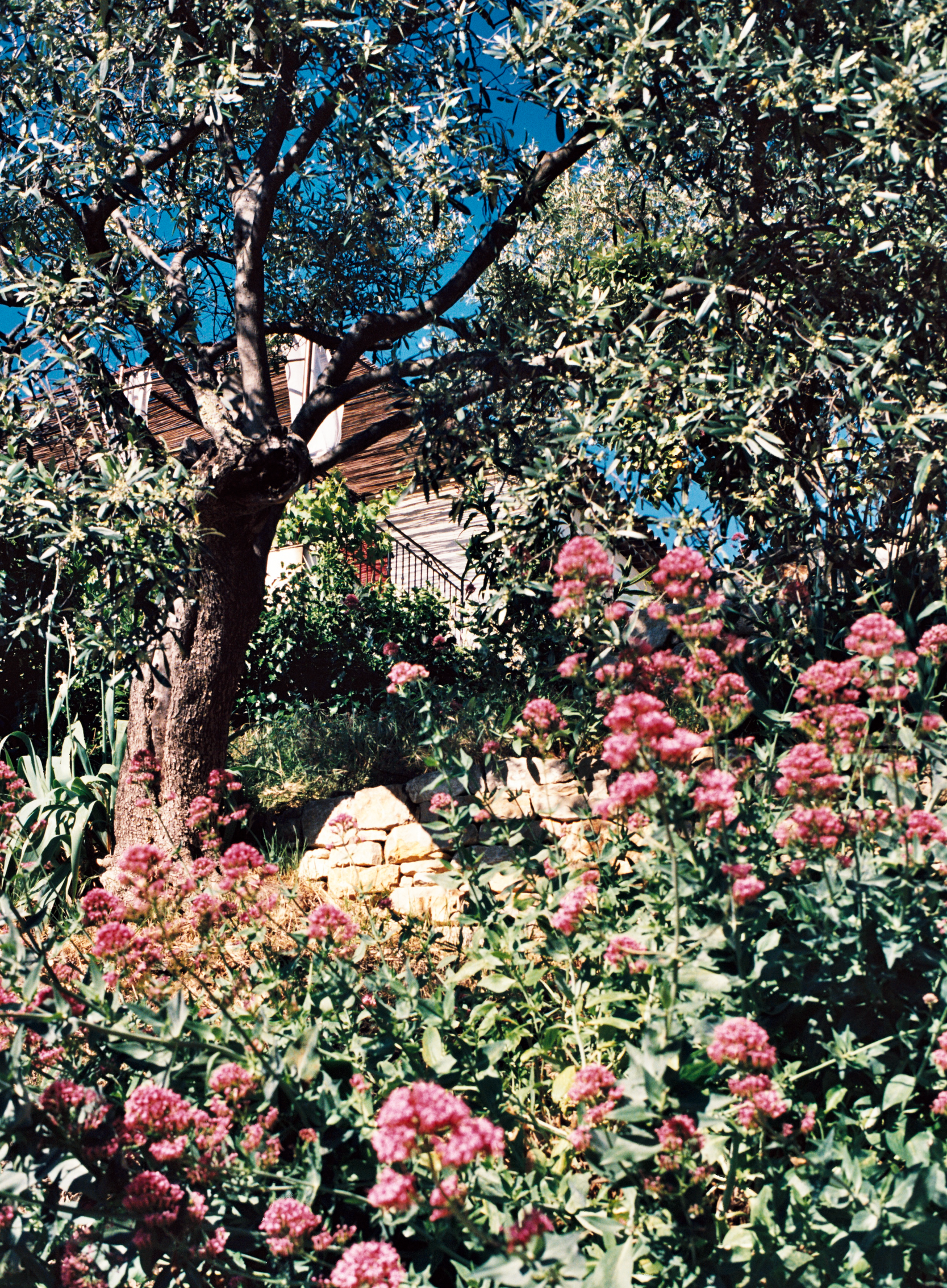 Vue maison jardin arboré