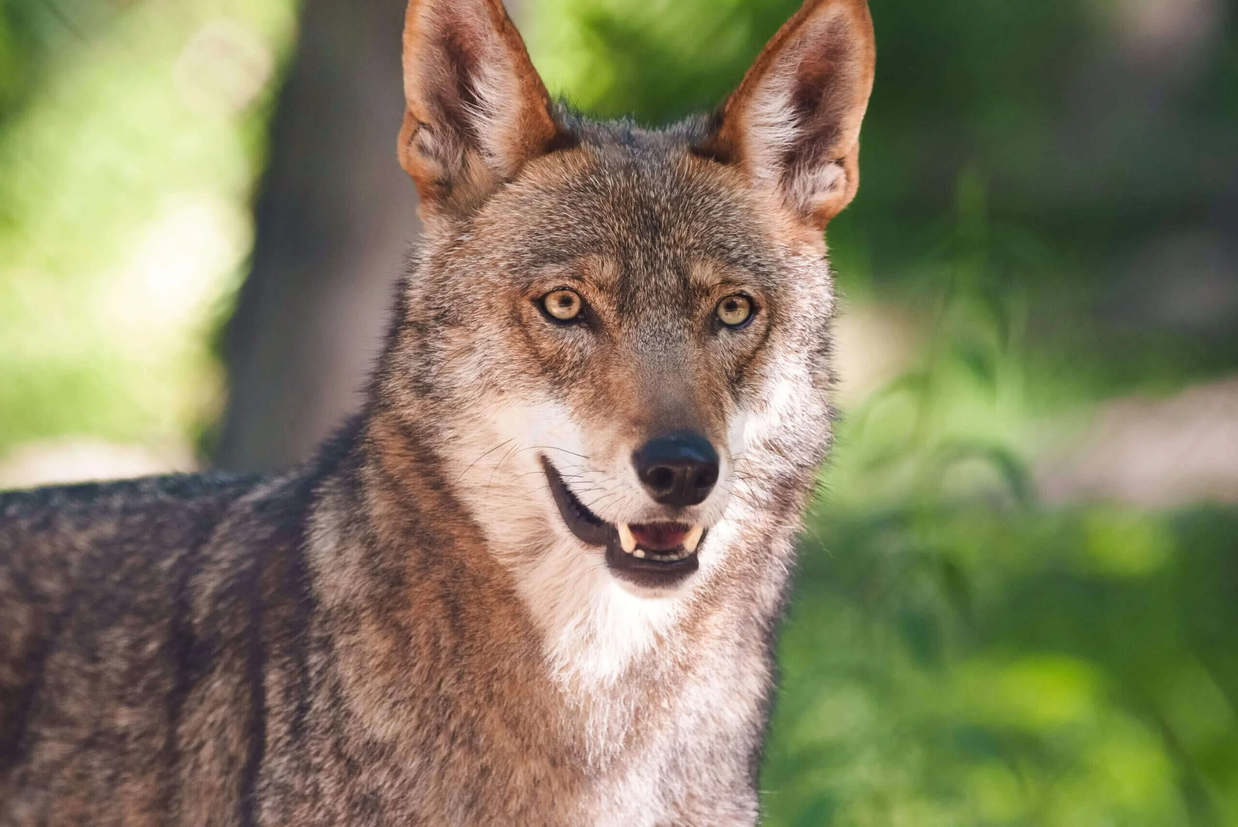 VZ-Red-Wolves_Ash-4-of-11-scaled-1.jpg