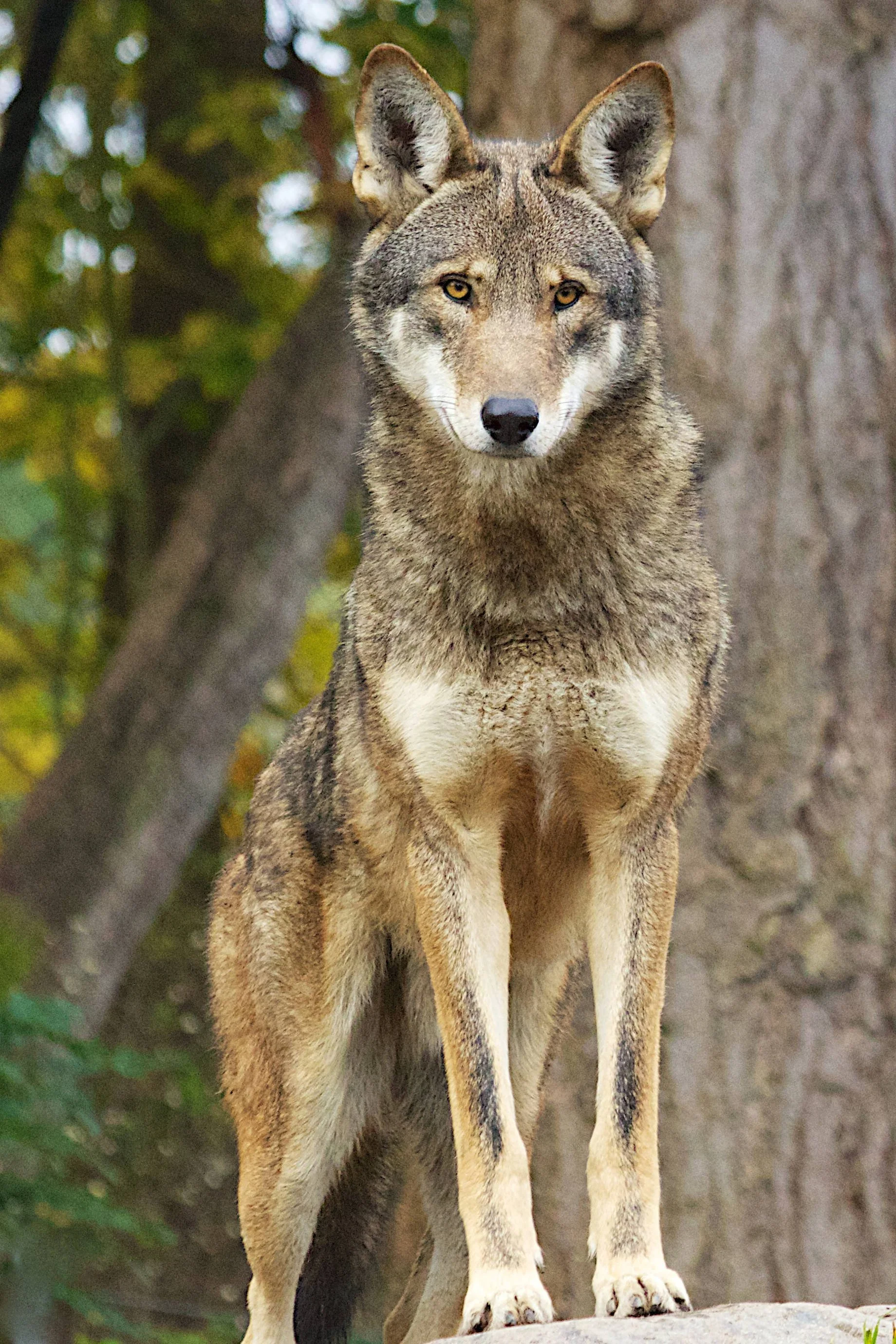 RSred-wolf-Rebecca-Harrison-USFWS.original.jpg