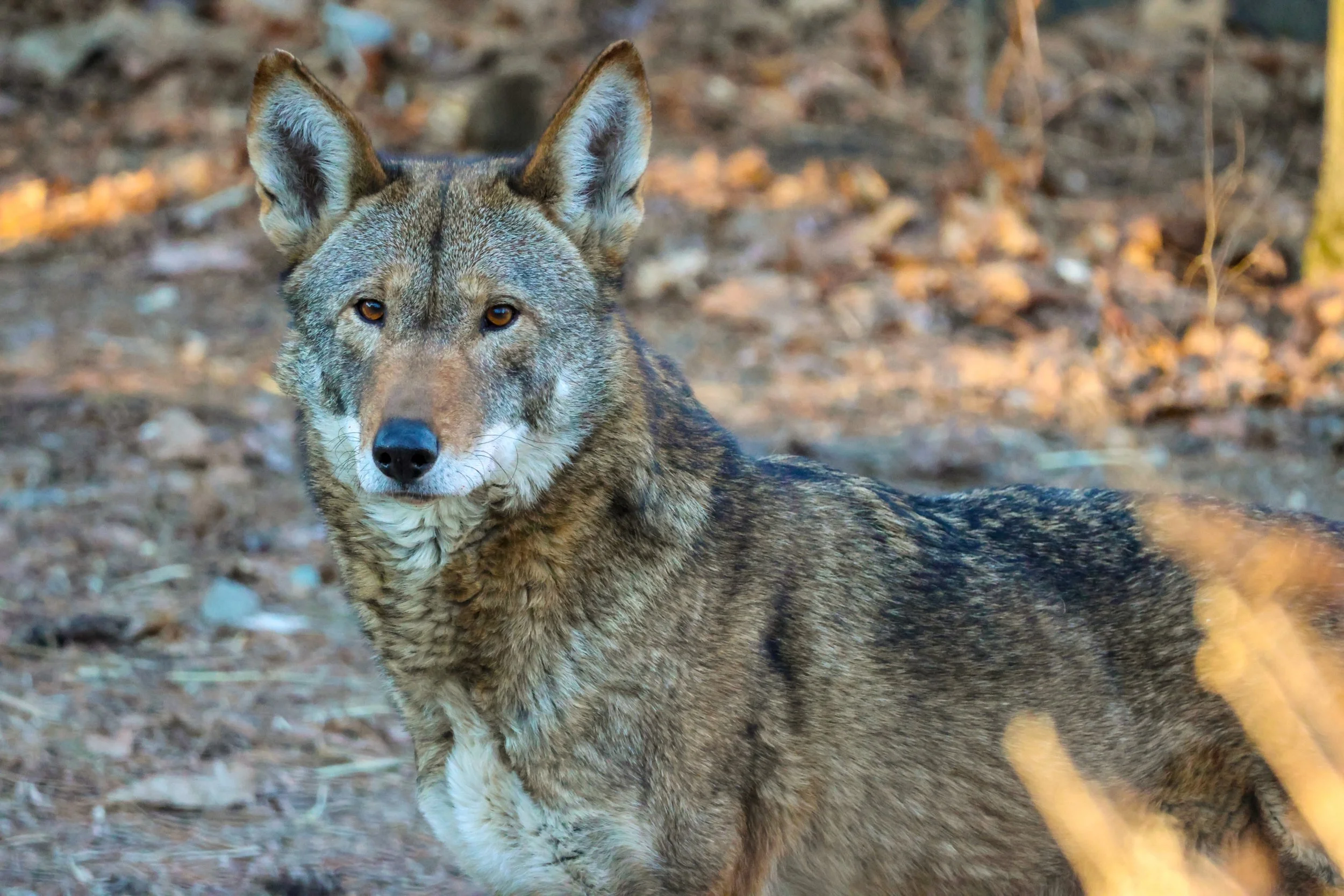 Rights of the Red Wolf Expedition