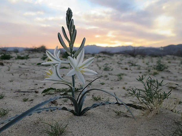 “Bunga Lili Saja Kuat Menghadapi Badai”
