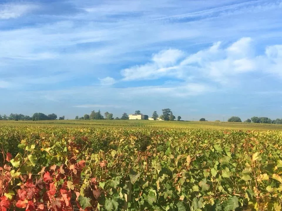 vigneto saint-emilion bordeaux