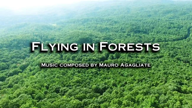 G02. Flying in Forests