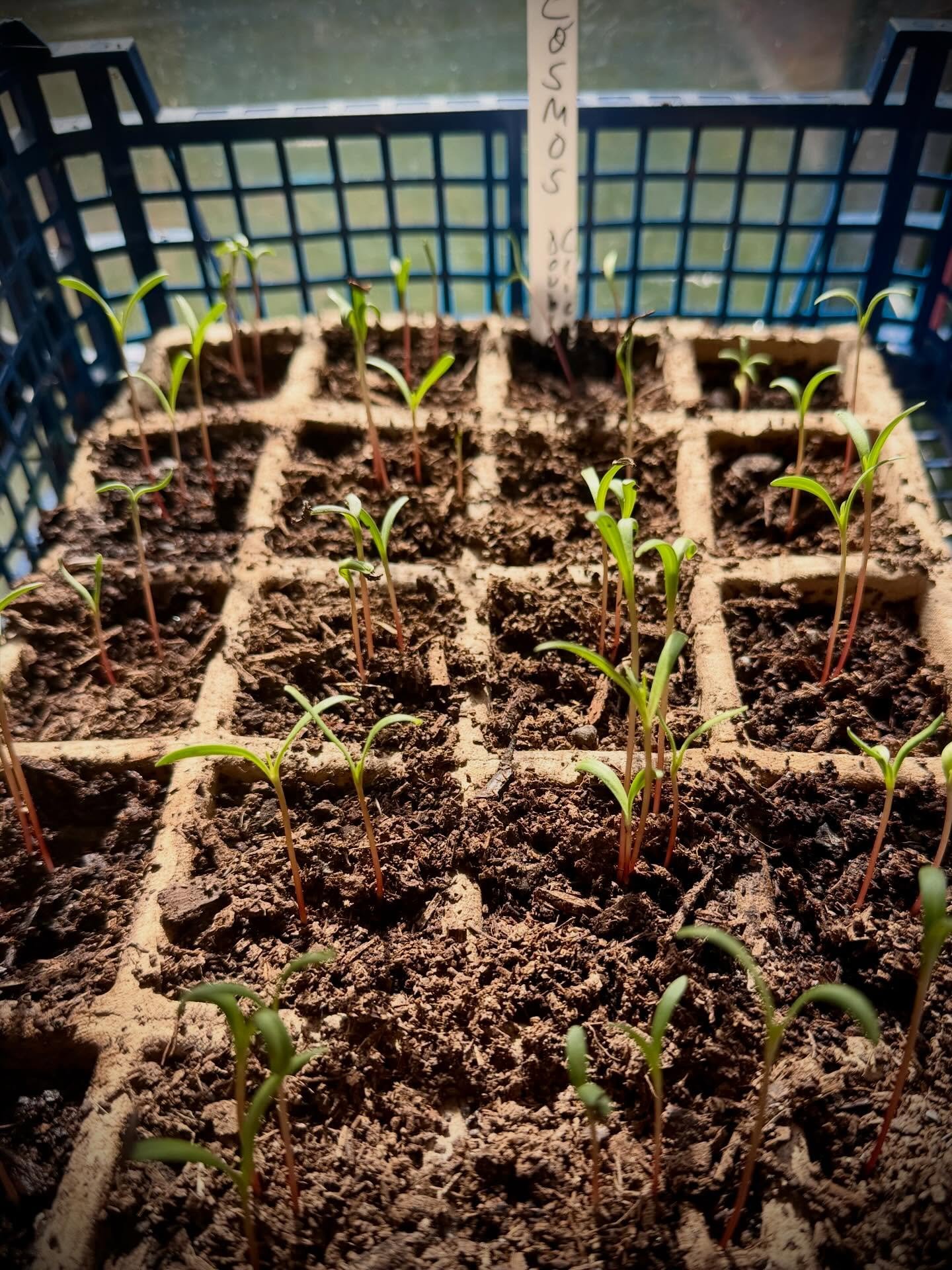 Hello spring 🌱✨

Tiny shoots in a greenhouse &mdash; a reminder that growth is already happening, even in the quiet moments.

Eid Mubarak to everyone celebrating today 🤍

Had such a lovely and inspiring meeting with @mamacoachinguk @alicebd123 has 
