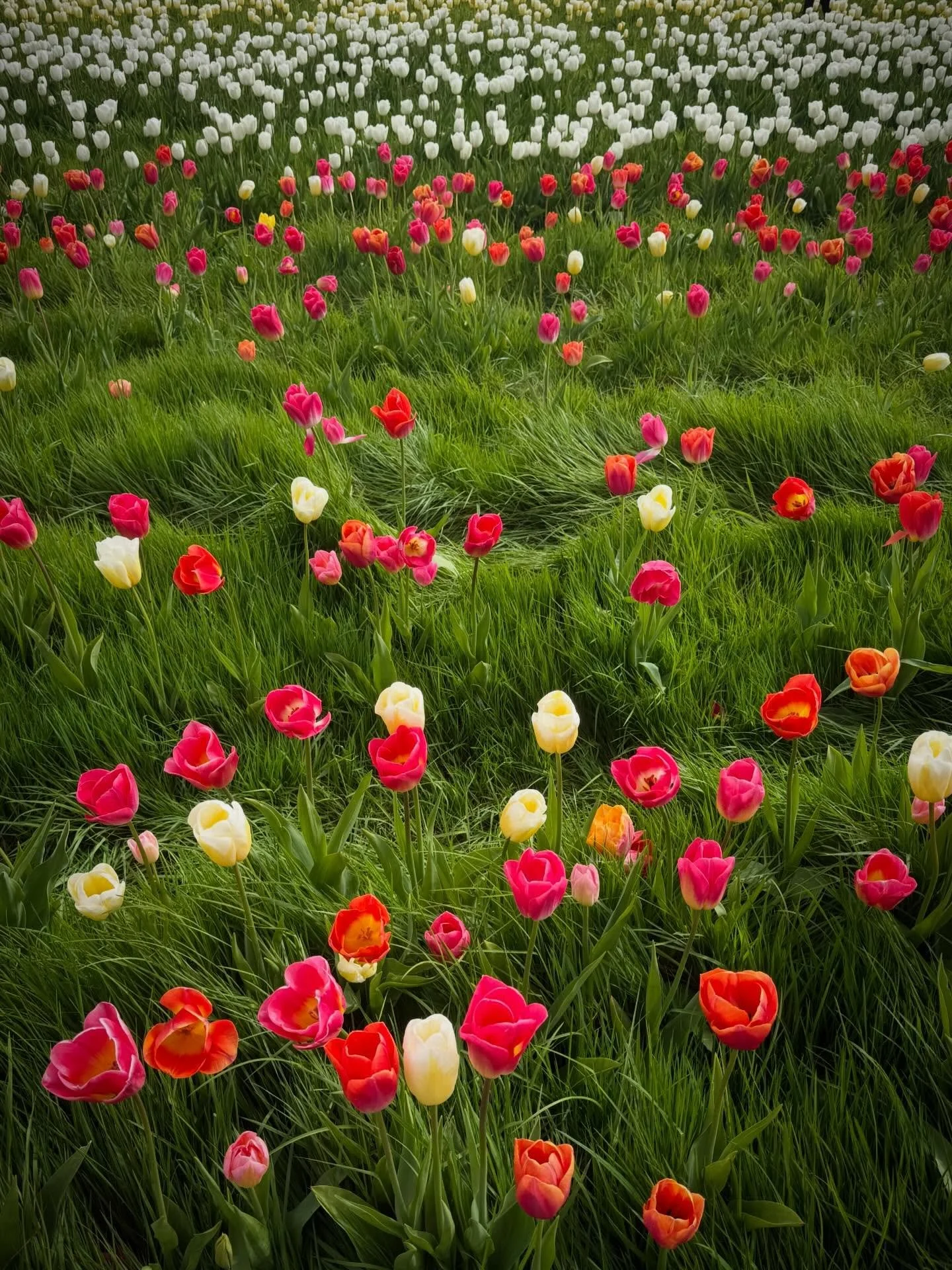 Sunshine, fresh air, and a field full of tulips 🌷

Spent today at Tulip Fest at @dartsfarm and it was exactly what I needed&mdash;a proper reset.

Even more special when your daughter is called Tulip 💛

There&rsquo;s something about stepping away, 