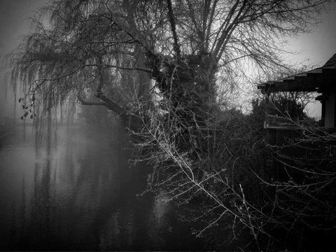A black and white photo of a tree leaning over a body of water near a wooden structure.